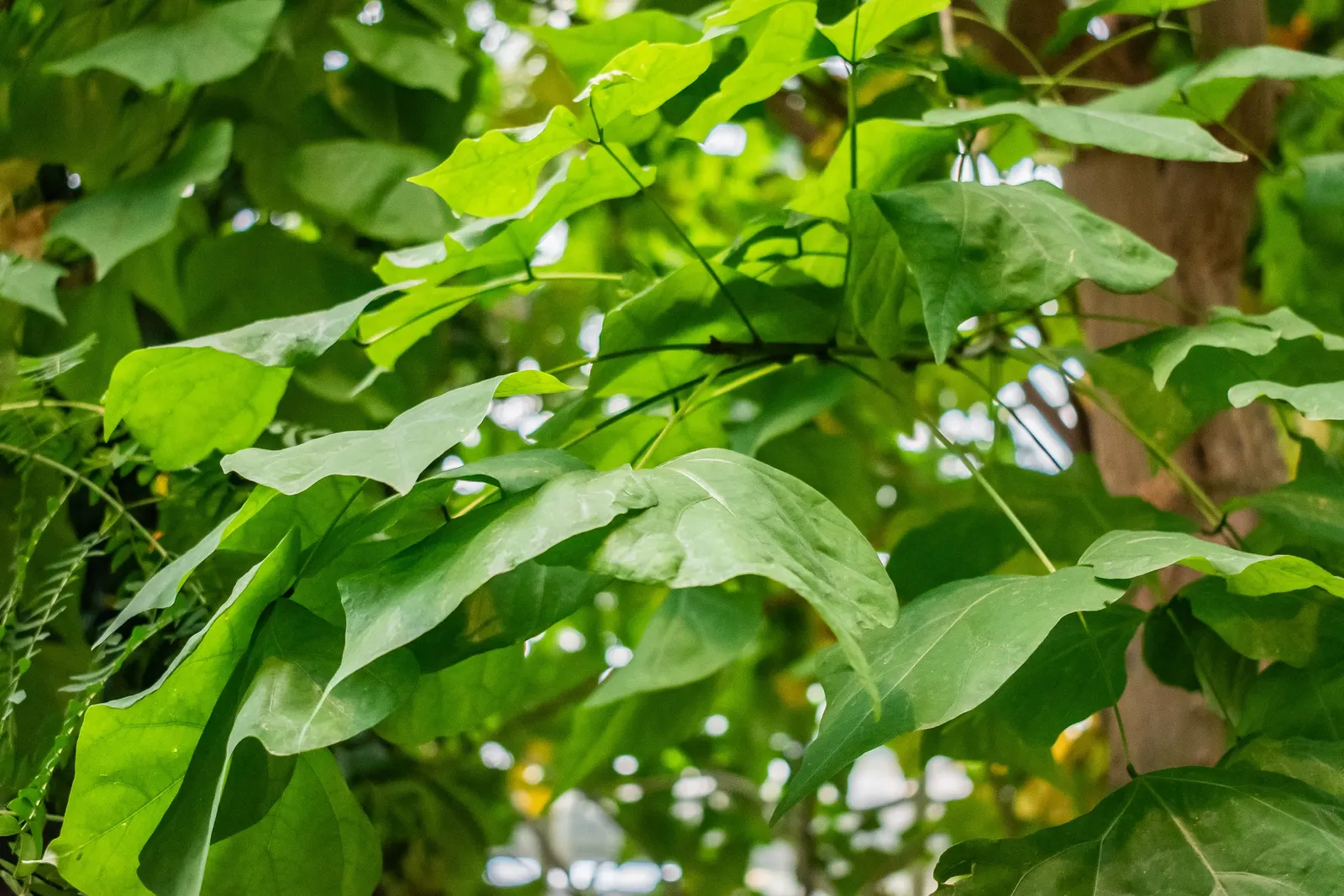 Kaffirboom Coral Tree (Erythrina Caffra) — with stout thorns that contribute to its dramatic presence.<br><br>Culturally speaking; orange and red, image 67