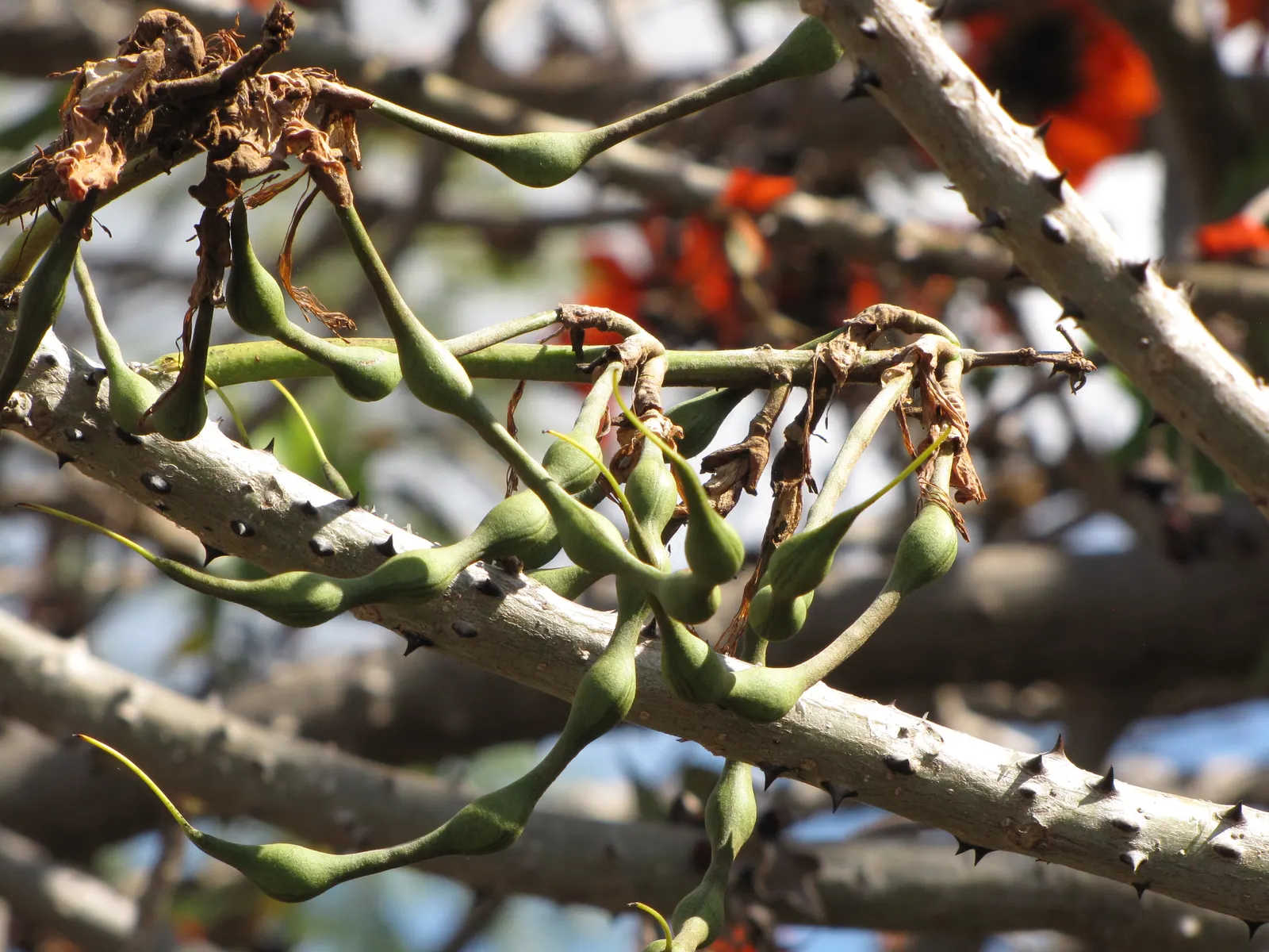 Kaffirboom Coral Tree (Erythrina Caffra) — occasional pruning may be necessary to maintain its shape and promote a sturdy structure; its trunk and branches