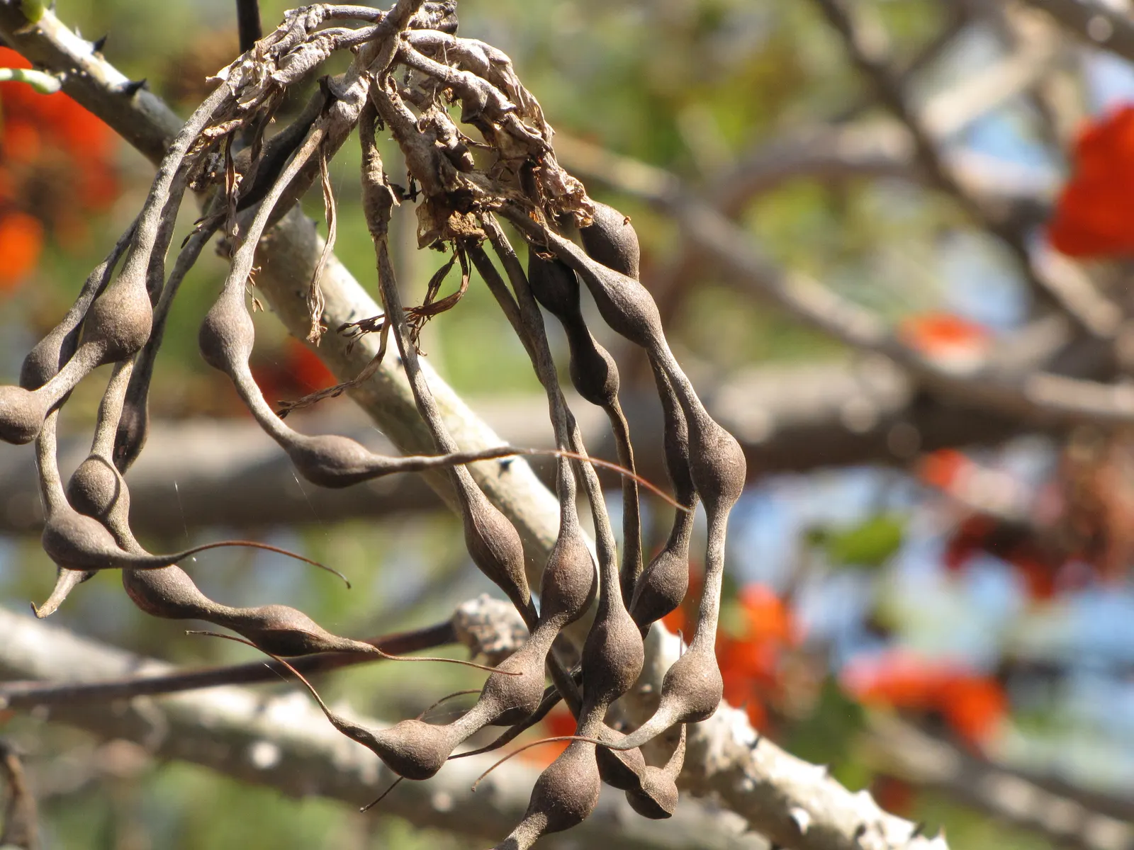 Kaffirboom Coral Tree (Erythrina Caffra) — Indigenous to southeastern regions of South Africa; and it is best planted in well-draining soil with moderate water