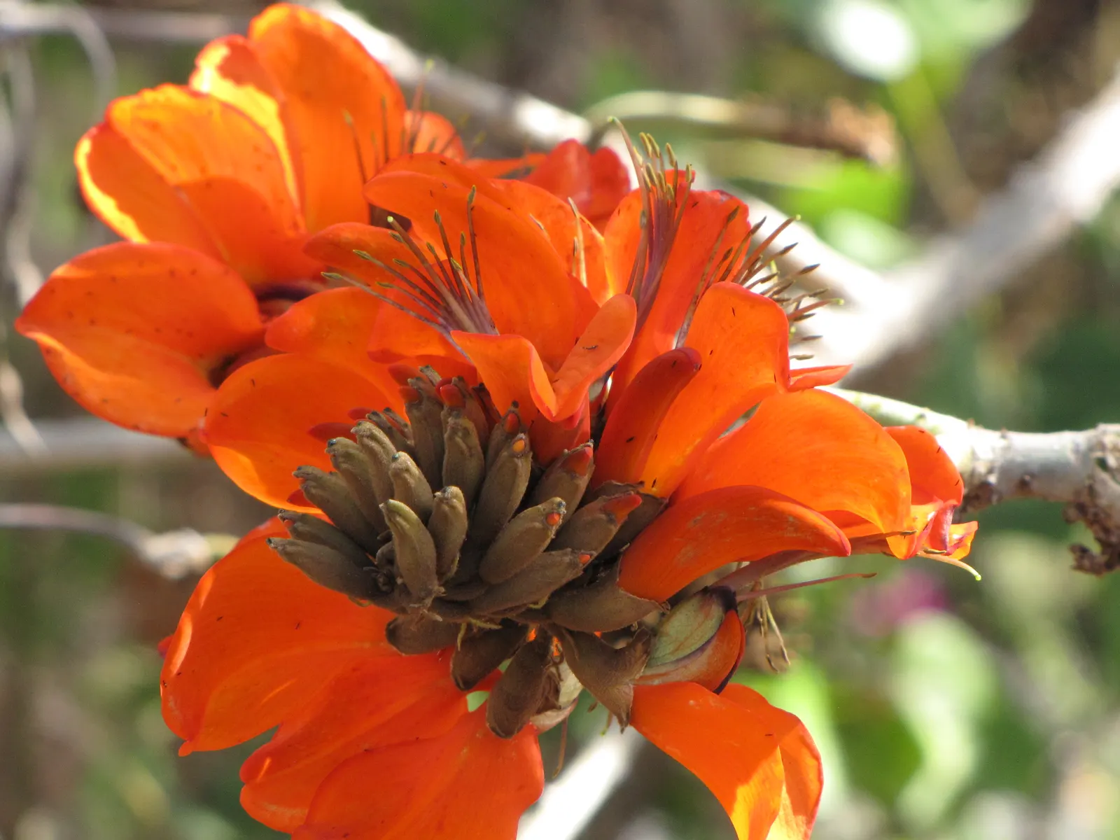 Kaffirboom Coral Tree (Erythrina Caffra) — orange and red flowers in the garden