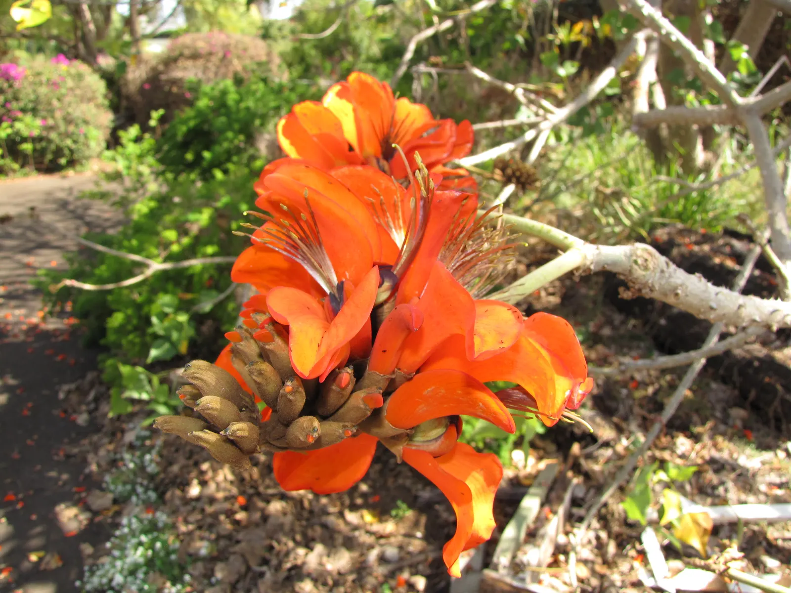 Kaffirboom Coral Tree (Erythrina Caffra) — deciduous tree revered for its vibrant red to orange blooms that emerge in late winter to early spring; including