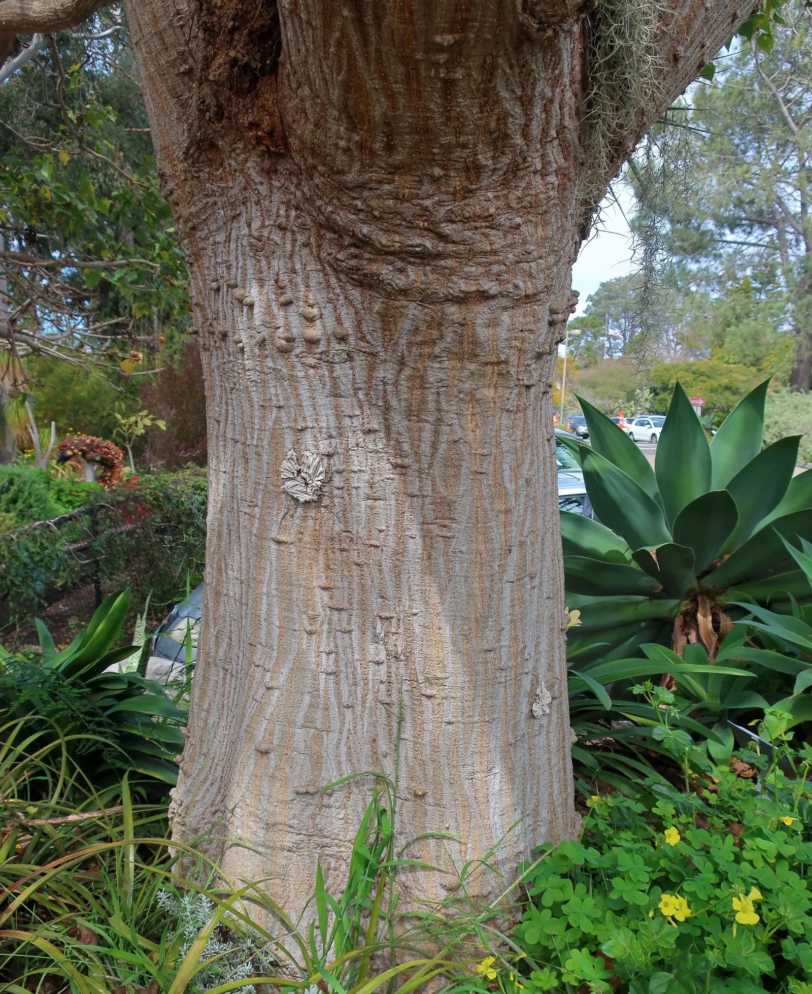 Kaffirboom Coral Tree (Erythrina Caffra) — making it a suitable choice for a low-maintenance and resilient garden theme; deciduous tree revered for its vibrant