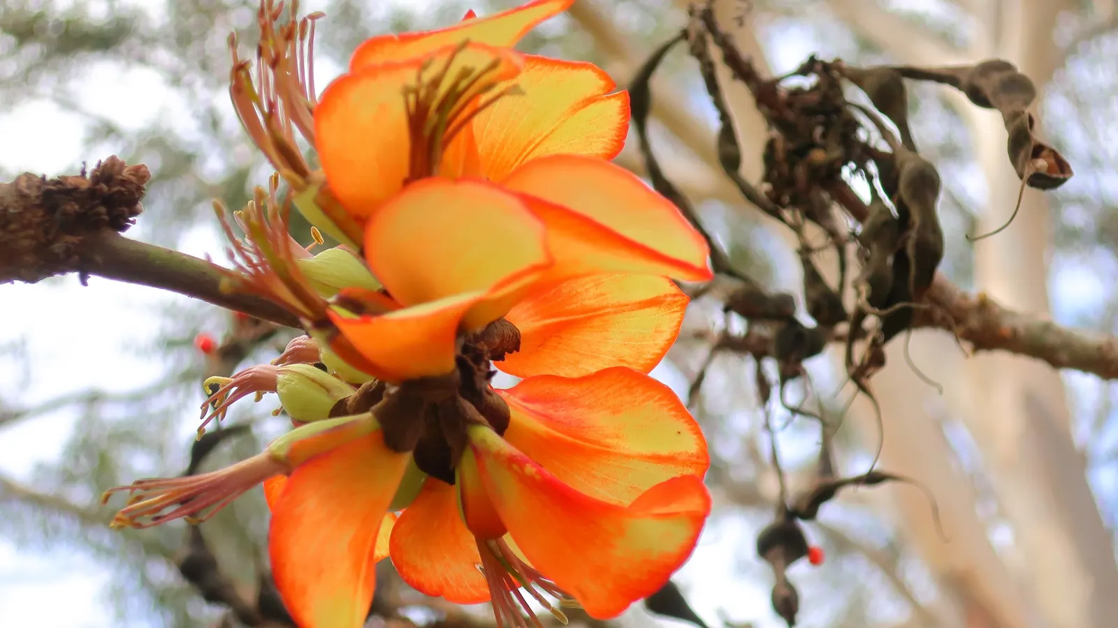 Kaffirboom Coral Tree (Erythrina Caffra) — and its hardwood is sometimes used in native crafts; the Kaffirboom can reach heights of 25 to 40 feet with a canopy