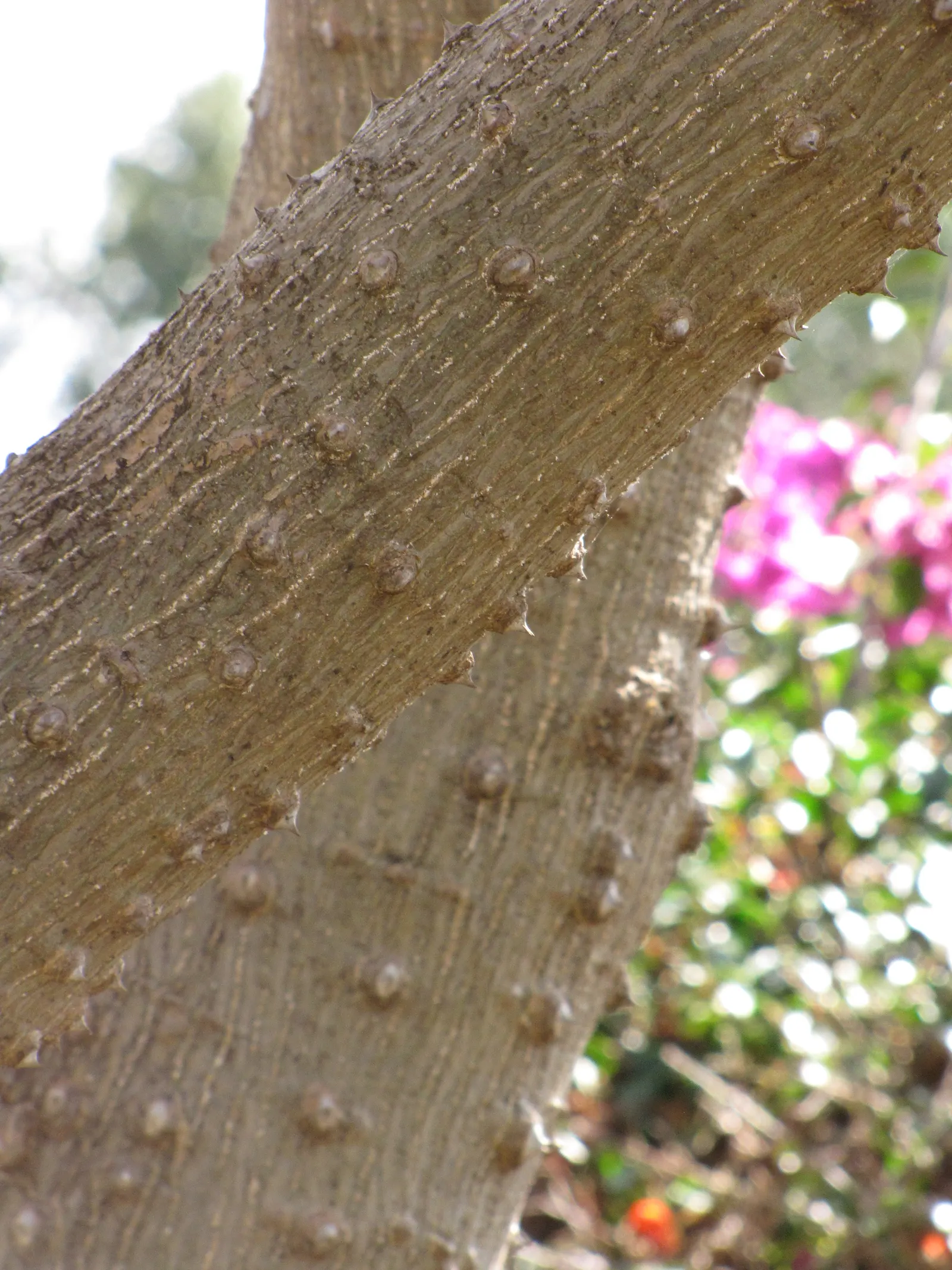 Kaffirboom Coral Tree (Erythrina Caffra) — the Kaffirboom can reach heights of 25 to 40 feet with a canopy spread approximating 20 to 35 feet; native to South