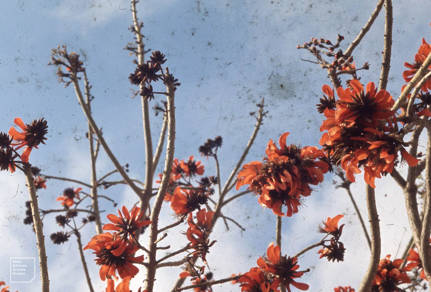Kaffirboom Coral Tree (Erythrina Caffra) — with stout thorns that contribute to its dramatic presence.<br><br>Culturally speaking
