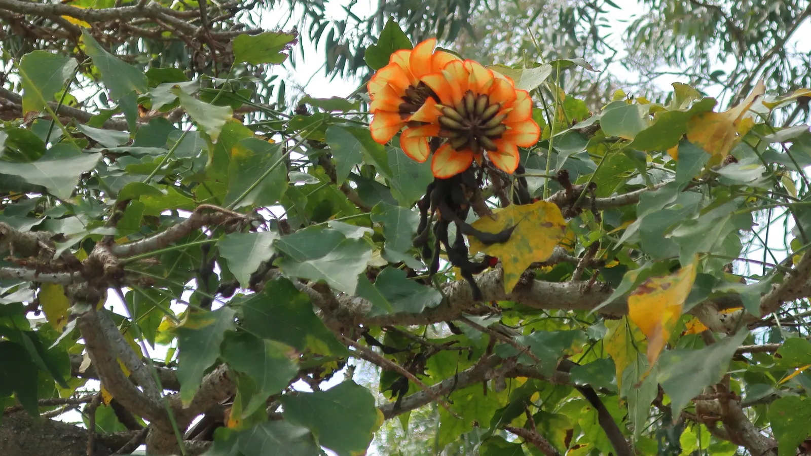 Kaffirboom Coral Tree (Erythrina Caffra) — offering a lovely shaded area during the warmer months; the branches are densely laden with blossoms that attract an