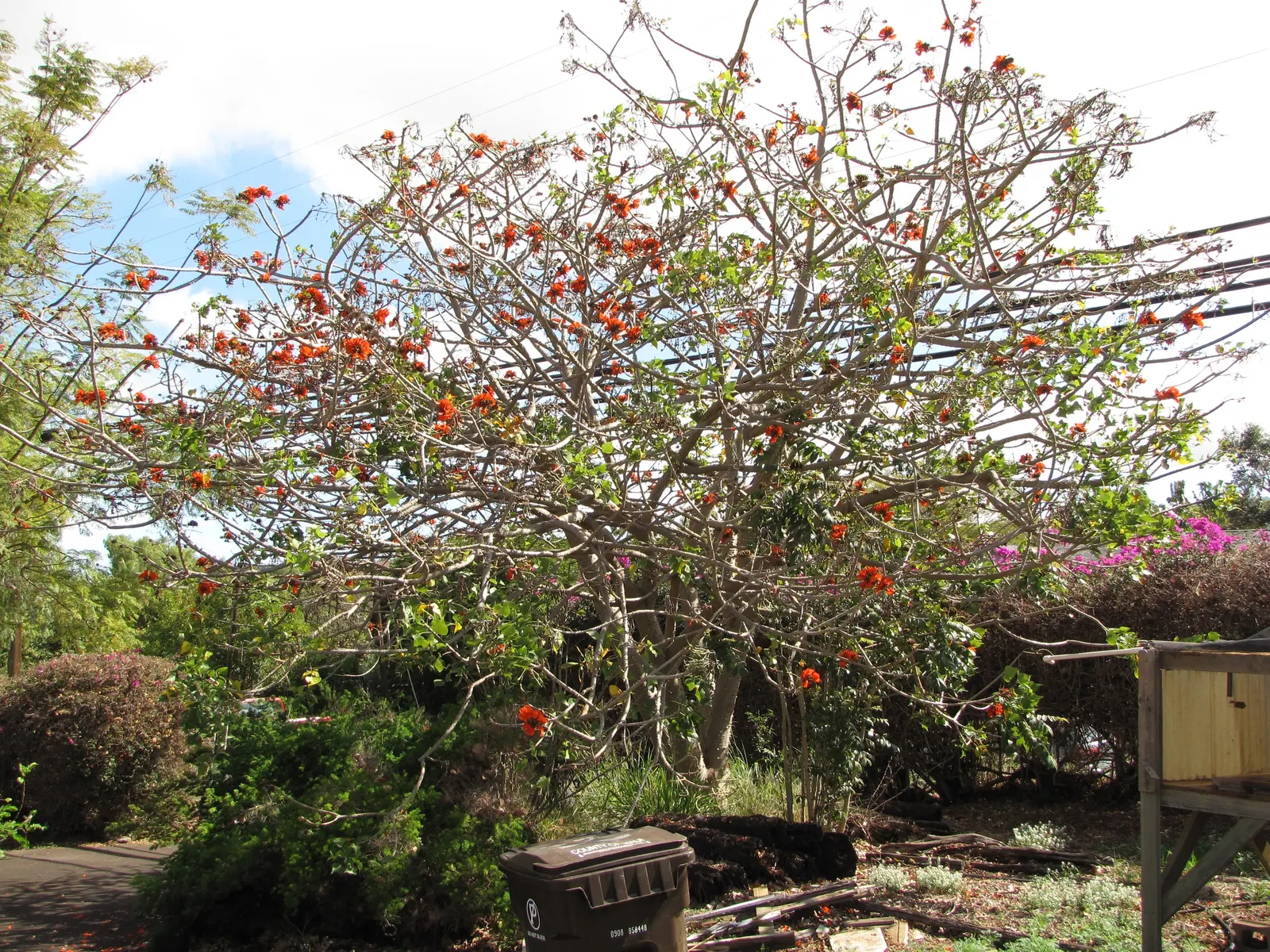 Kaffirboom Coral Tree (Erythrina Caffra) — The Kaffirboom Coral Tree (Erythrina caffra) is a striking; it prefers full sun and well-drained soils, image 53