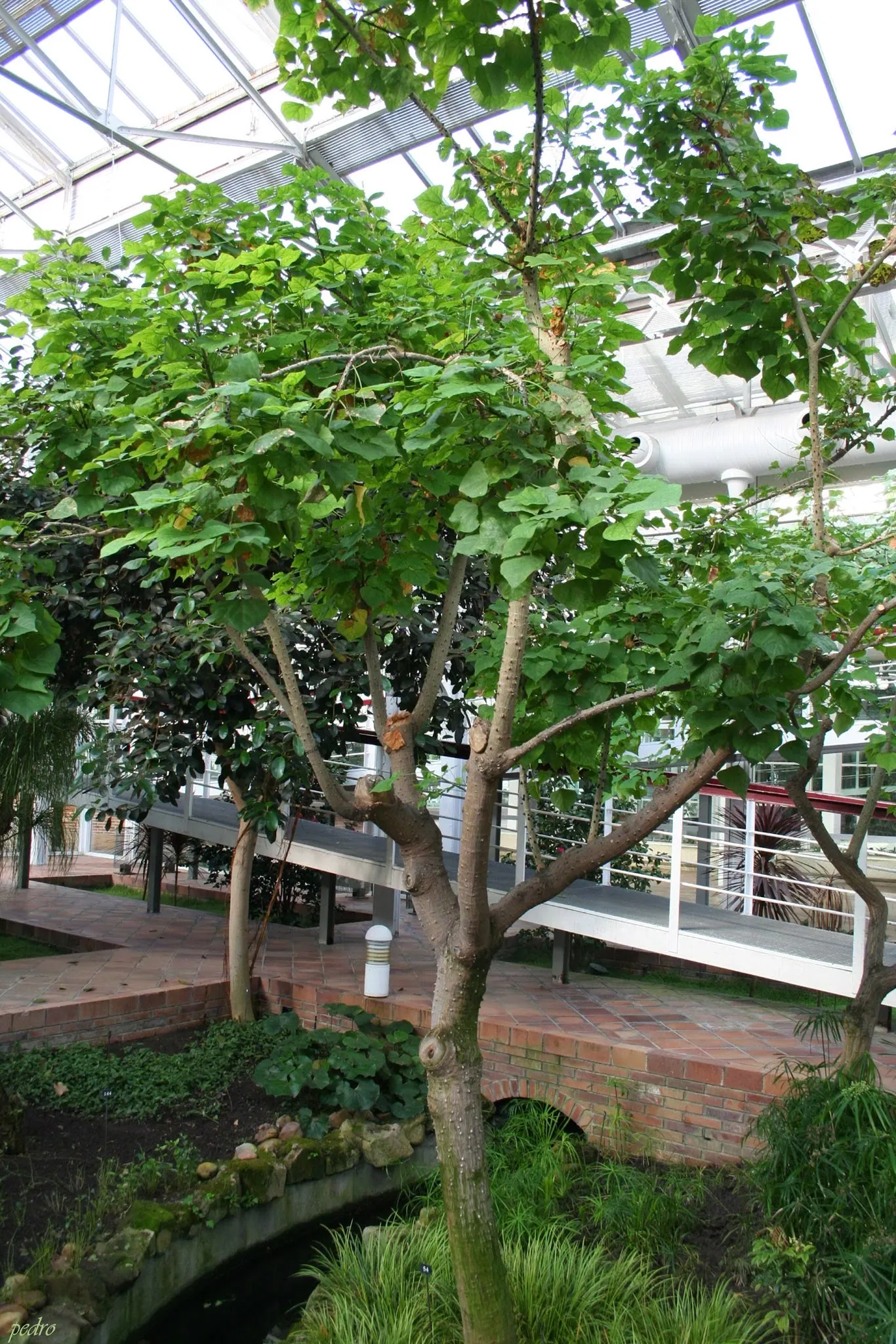 Kaffirboom Coral Tree (Erythrina Caffra) — the Kaffirboom can reach heights of 25 to 40 feet with a canopy spread approximating 20 to 35 feet