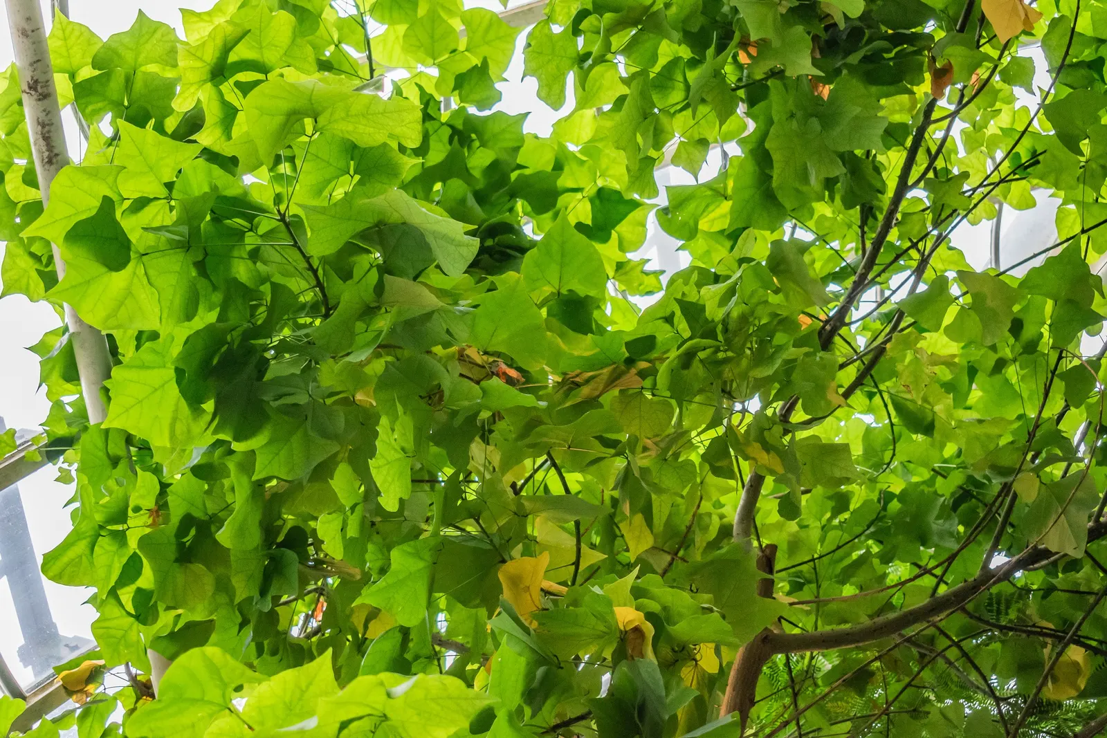 Kaffirboom Coral Tree (Erythrina Caffra) — the Kaffirboom can reach heights of 25 to 40 feet with a canopy spread approximating 20 to 35 feet, image 64