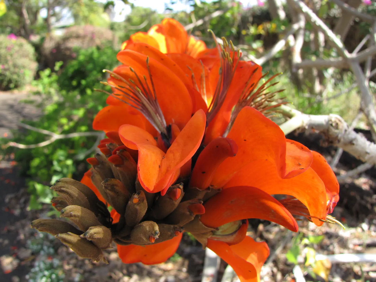Kaffirboom Coral Tree (Erythrina Caffra) — adding a splash of color and sculptural interest to landscapes; offering a lovely shaded area during the, image 58
