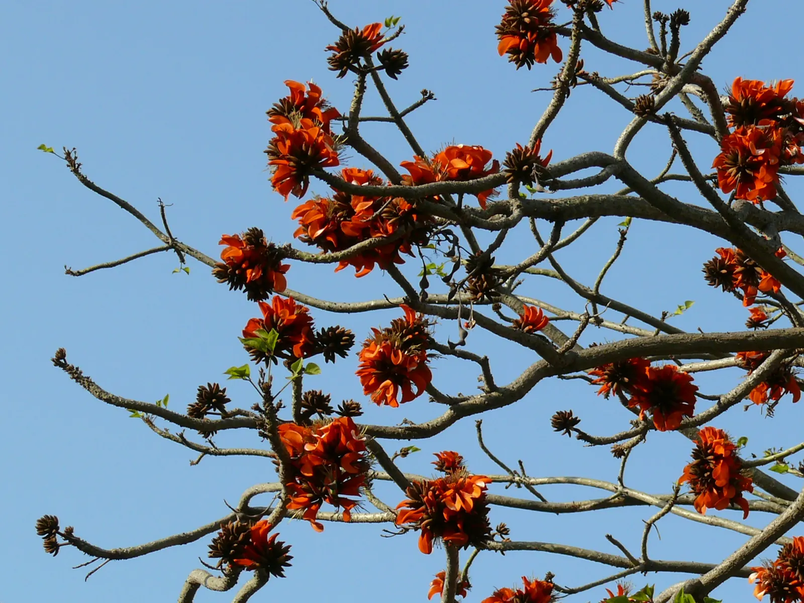 Kaffirboom Coral Tree (Erythrina Caffra) — orange and red flowers in the garden; which erupt in a showy display typically during late winter to early spring