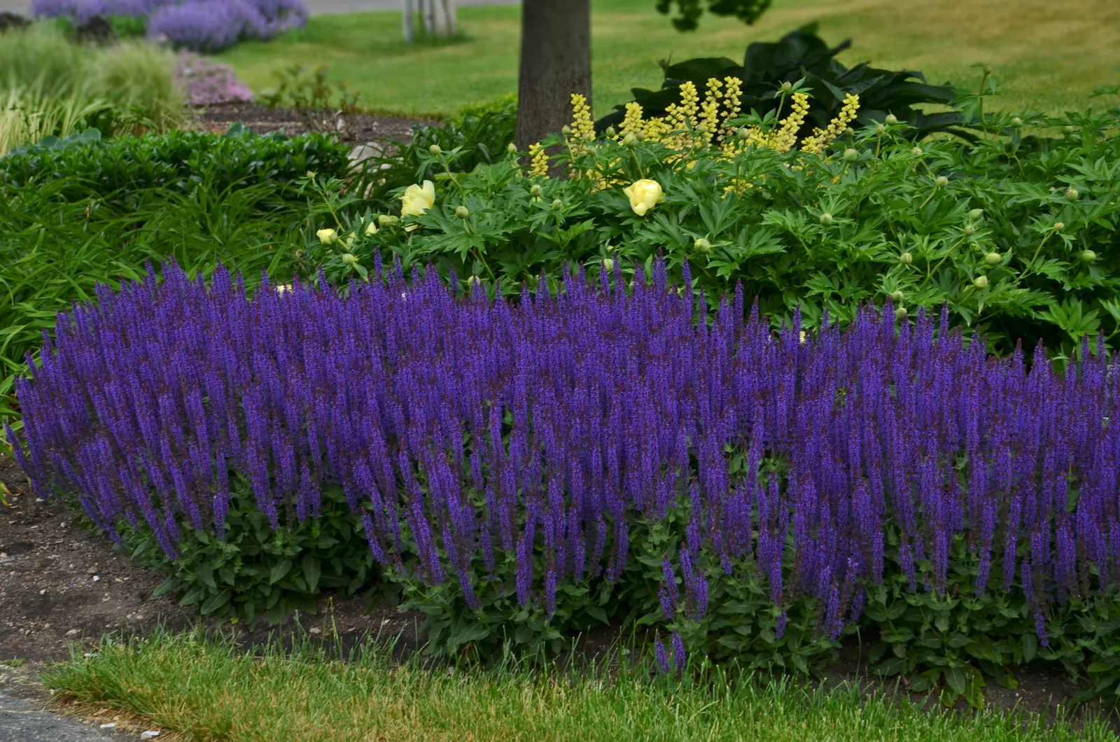 'Violet Riot' Perennial Salvia (Salvia nemorosa) — This colorful perennial produces vivid violet blue flower spikes atop the mounded