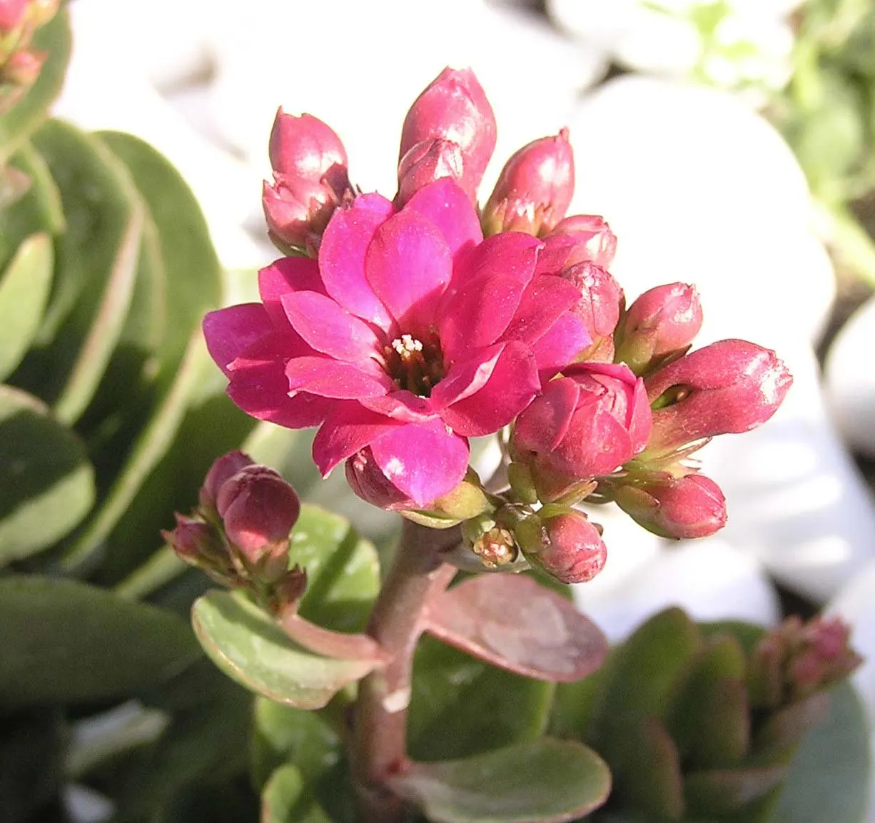 Kalanchoe Of Somalia (Kalanchoe Flammea) — is a succulent that commands attention with its vibrant orange-red blooms and glossy green leaves