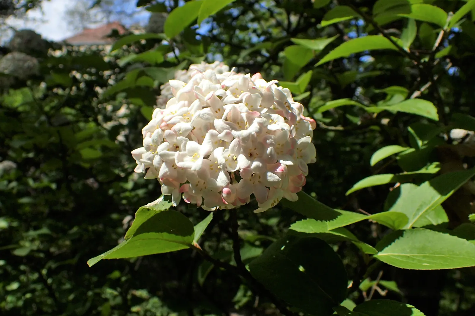 Korean Spice Viburnum (Viburnum Carlesii) — The Korean Spice Viburnum, or Viburnum carlesii, is a deciduous shrub notable for its aromatic spring blossoms