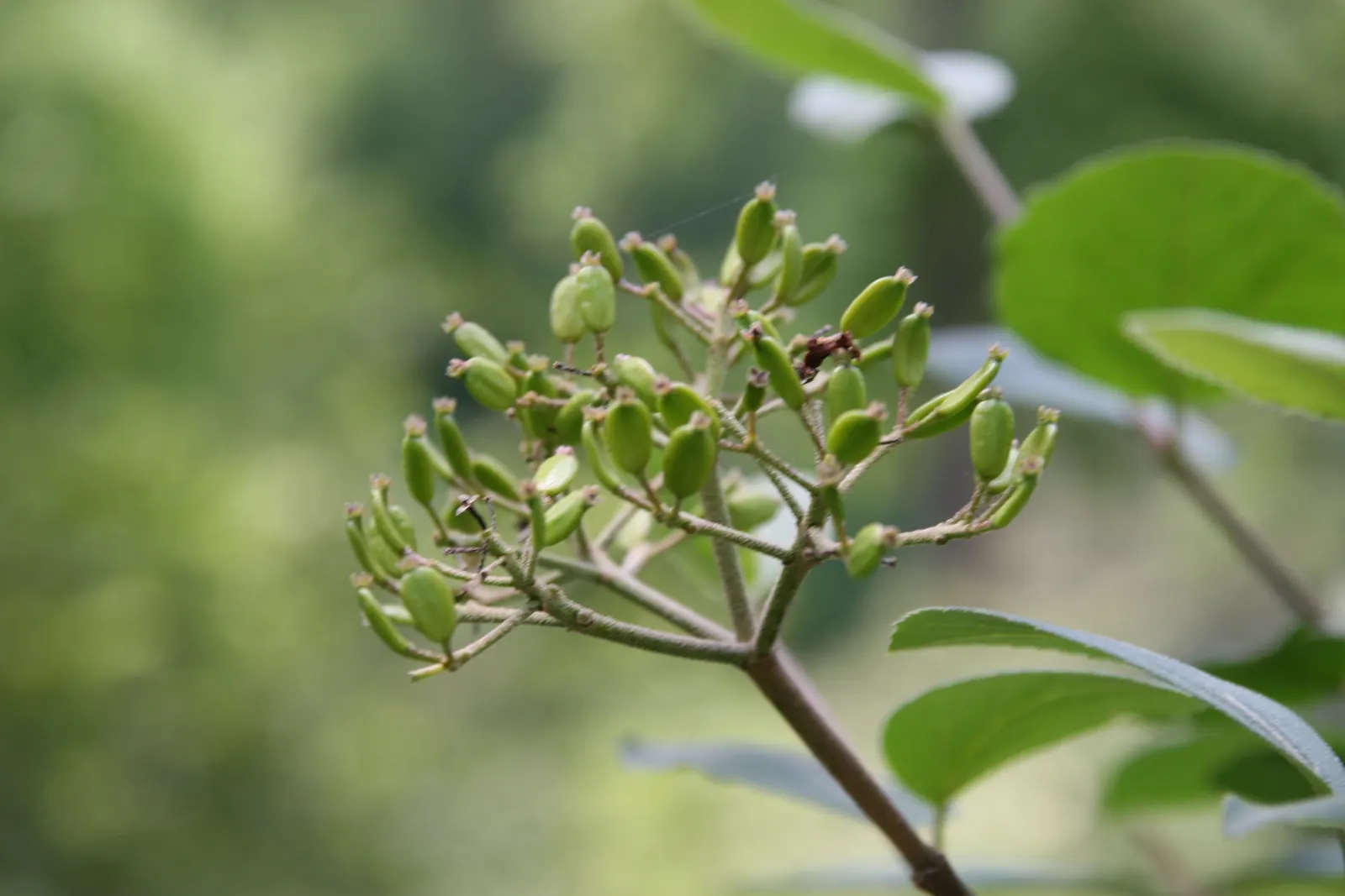Korean Spice Viburnum (Viburnum Carlesii) — Typically reaching a height of 4 to 6 feet with an equal spread; the Korean Spice Viburnum, or Viburnum carlesii
