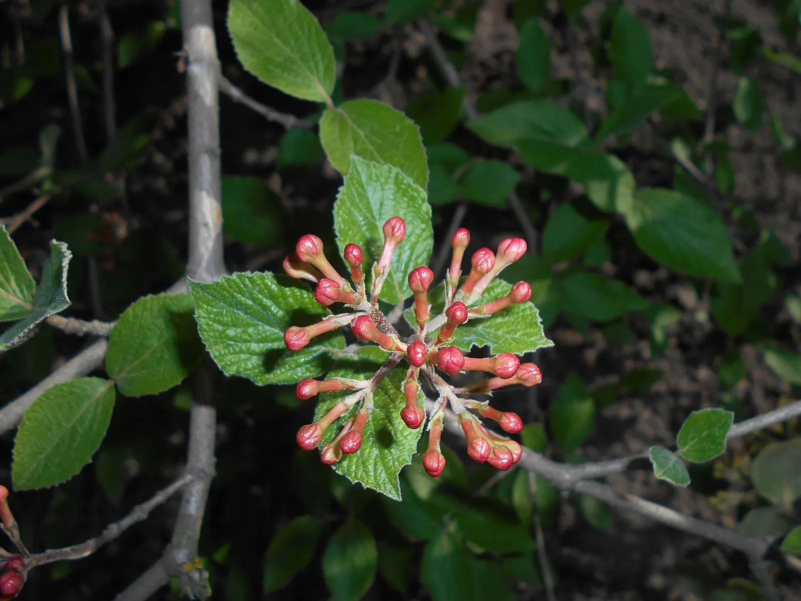 Korean Spice Viburnum (Viburnum Carlesii) — The foliage emerges with a reddish tinge before maturing to a deep