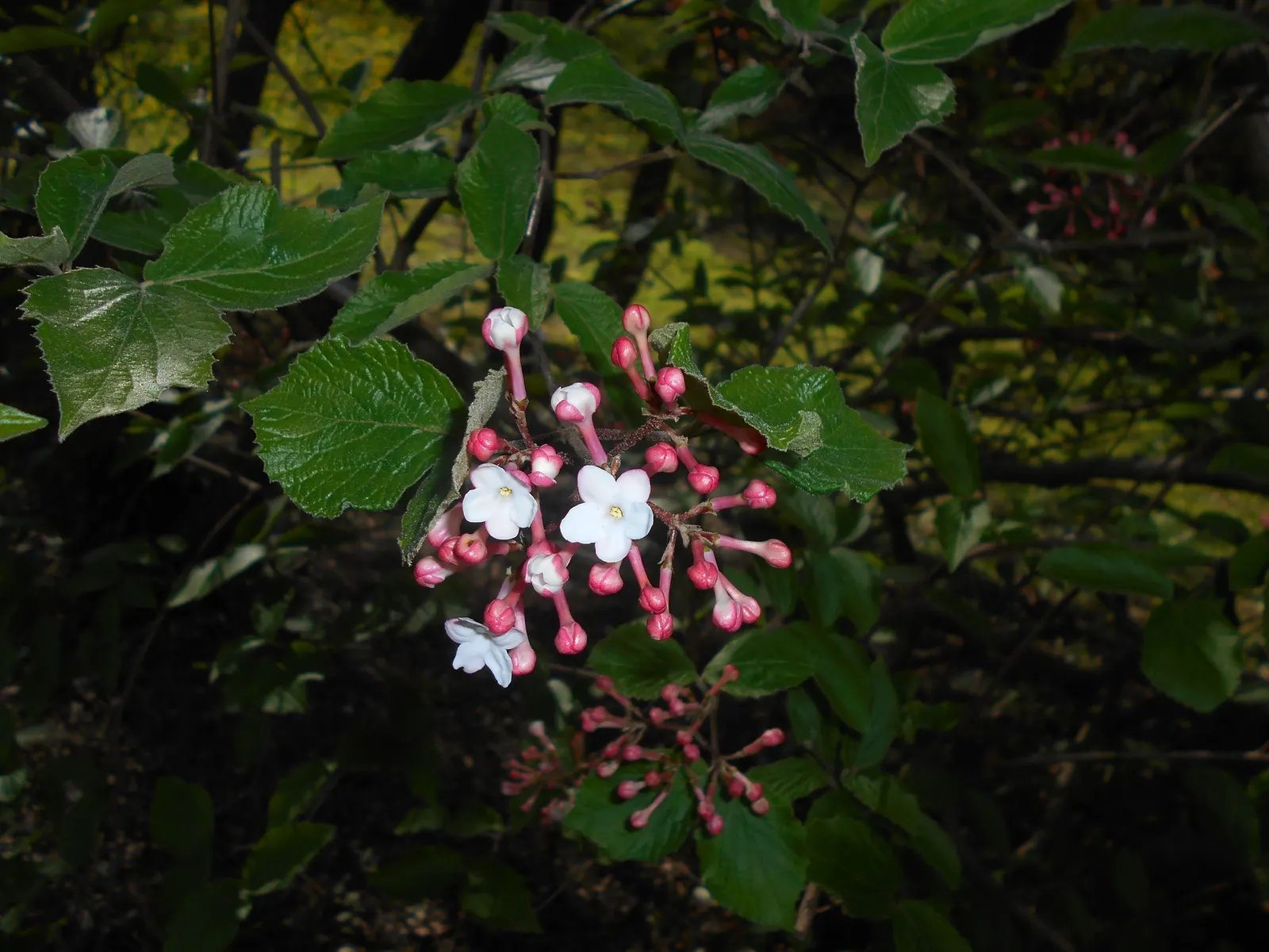 Korean Spice Viburnum (Viburnum Carlesii) — measuring about 2 to 3 inches across