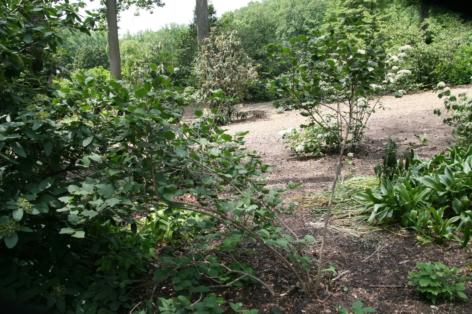 Korean Spice Viburnum (Viburnum Carlesii) — enhancing the multi-sensory appeal of outdoor spaces.<br><br>In addition to its olfactory delights; clusters of