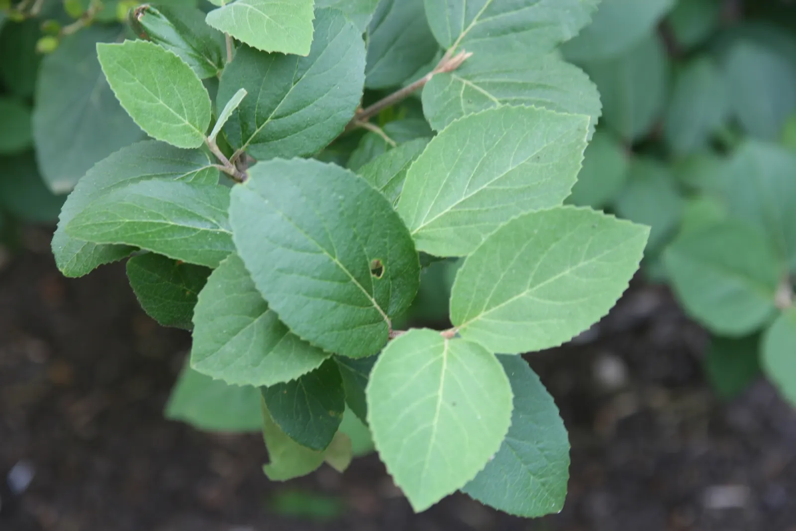 Korean Spice Viburnum (Viburnum Carlesii) — Prefers full sun to part shade and well-drained soil; ideal for borders or as a focal point in a sensory garden