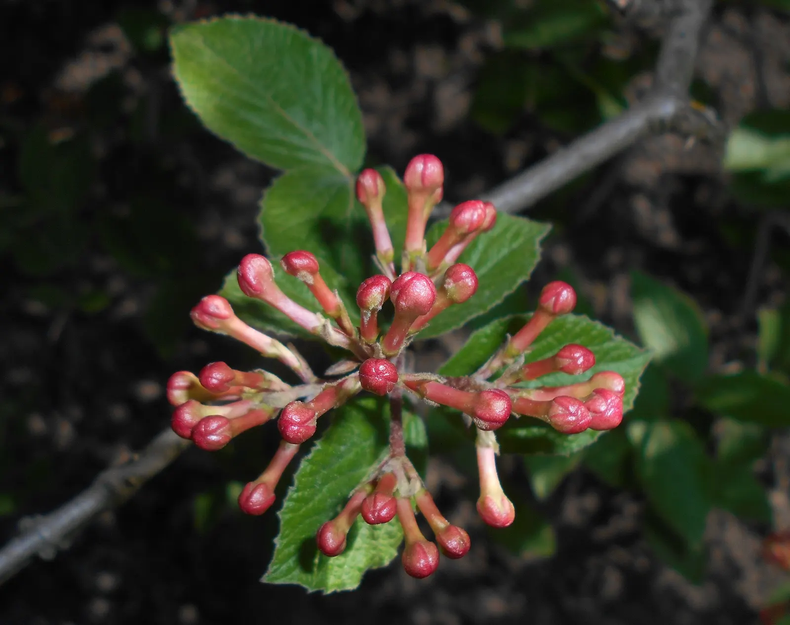 Korean Spice Viburnum (Viburnum Carlesii) — attracting birds and other wildlife.<br><br>Easy to grow