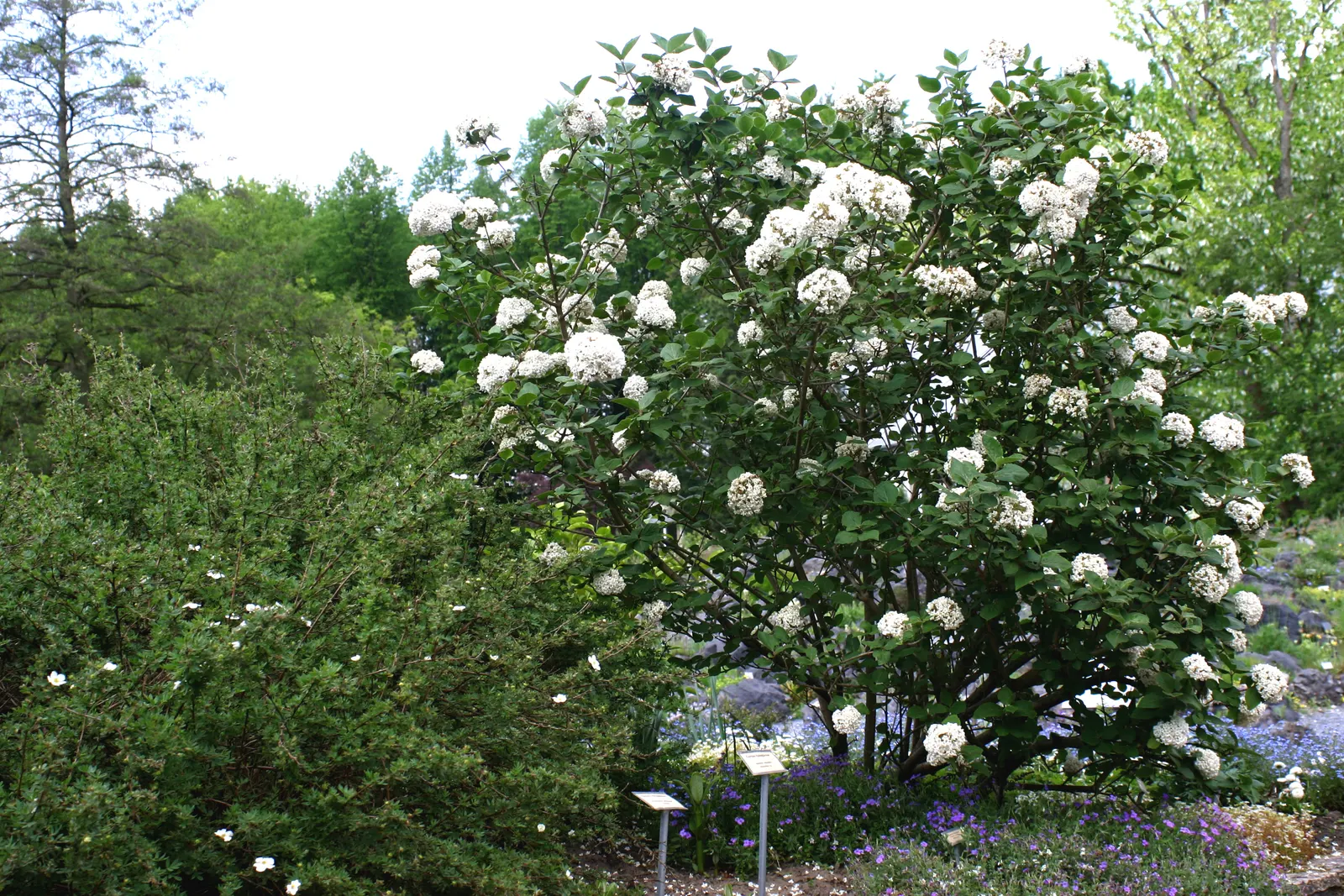 Korean Spice Viburnum (Viburnum Carlesii) — emerge as pink buds and transition to white as they fully open; or incorporated into mixed borders