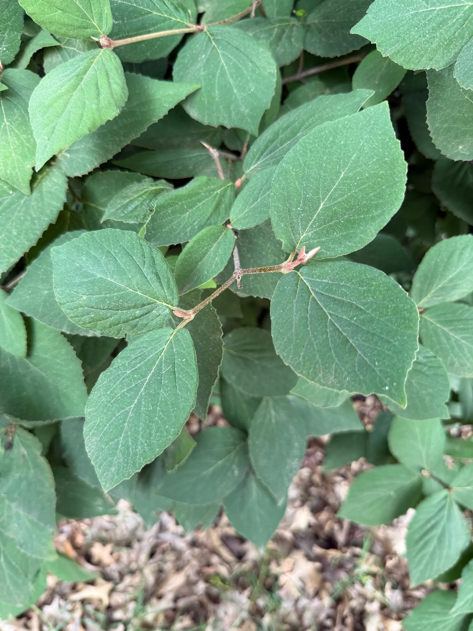 Korean Spice Viburnum (Viburnum Carlesii) — or incorporated into mixed borders