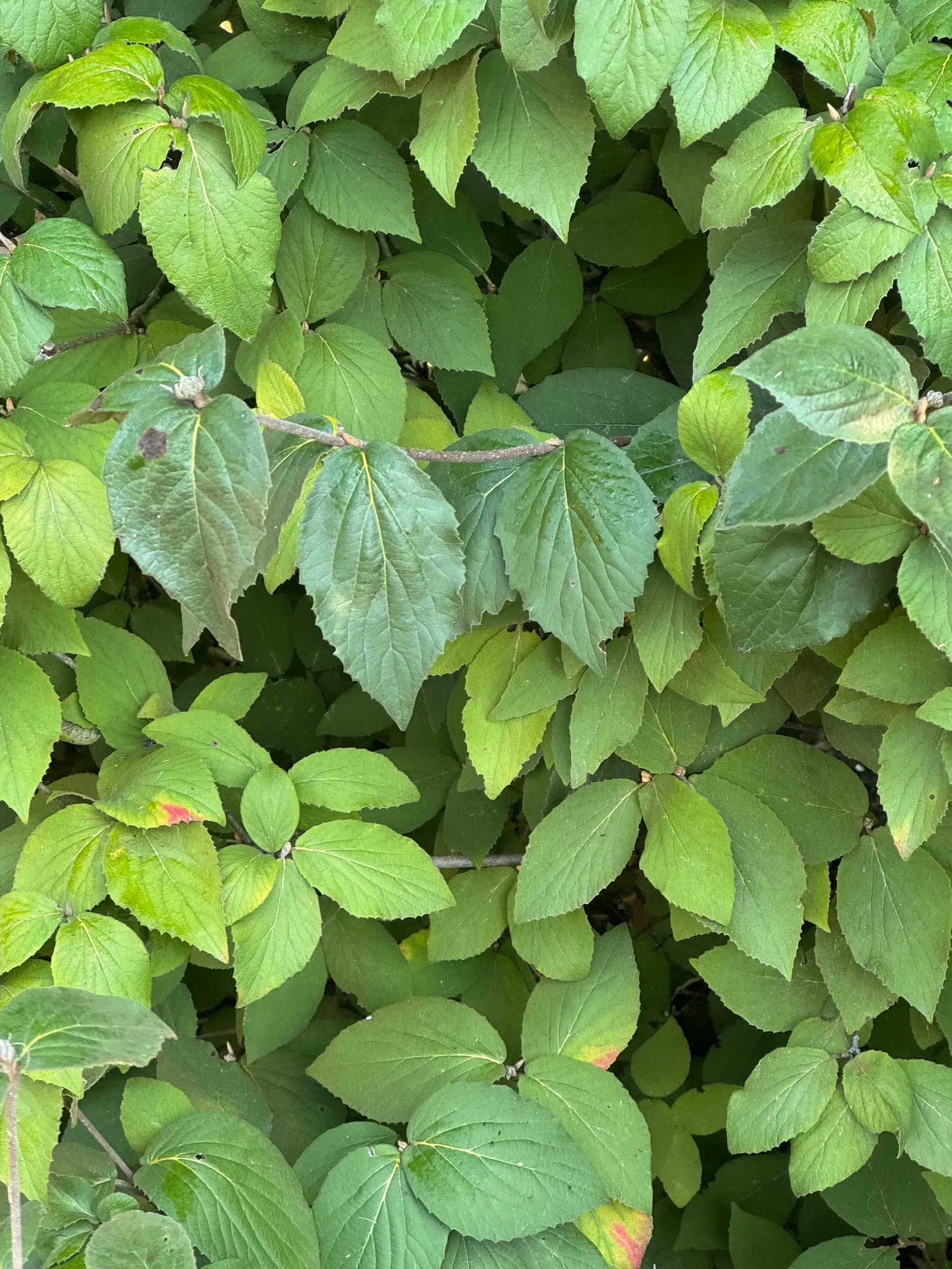 Korean Spice Viburnum (Viburnum Carlesii) — Clusters of pinkish-white flowers emit a sweet; attracting birds and other wildlife.<br><br>Easy to grow