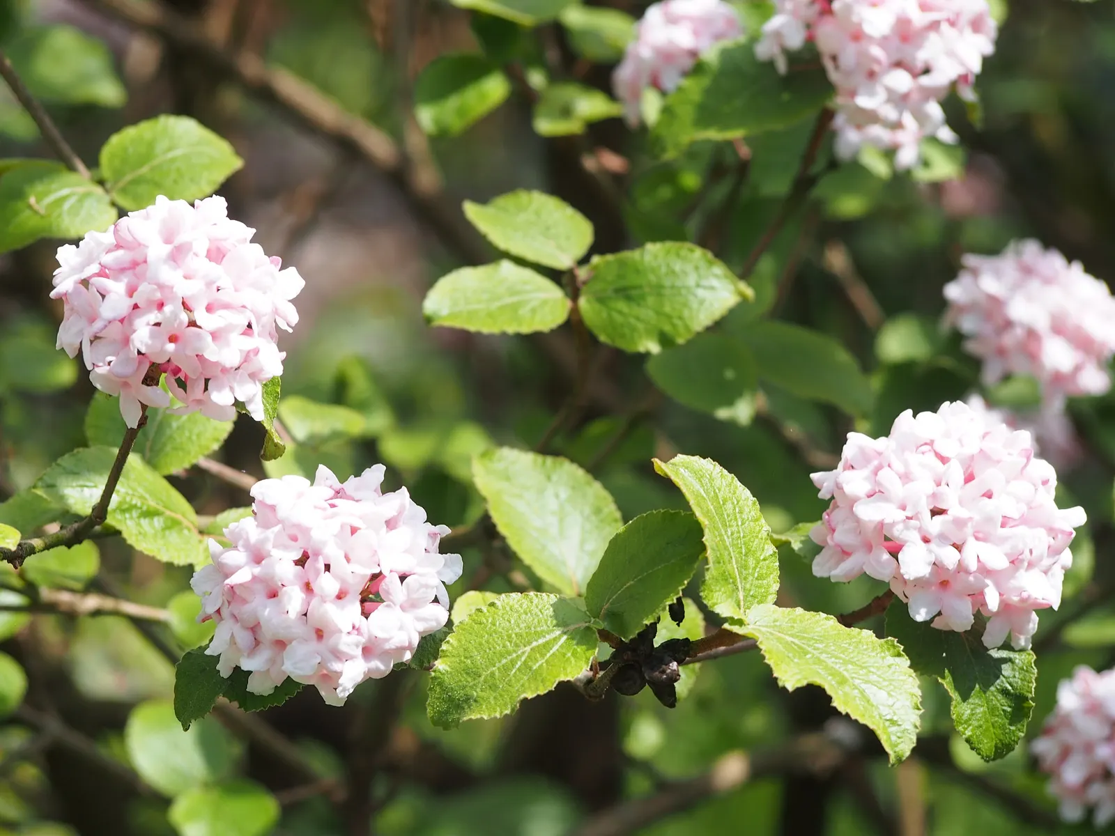 Korean Spice Viburnum (Viburnum Carlesii) — shrub for full or half