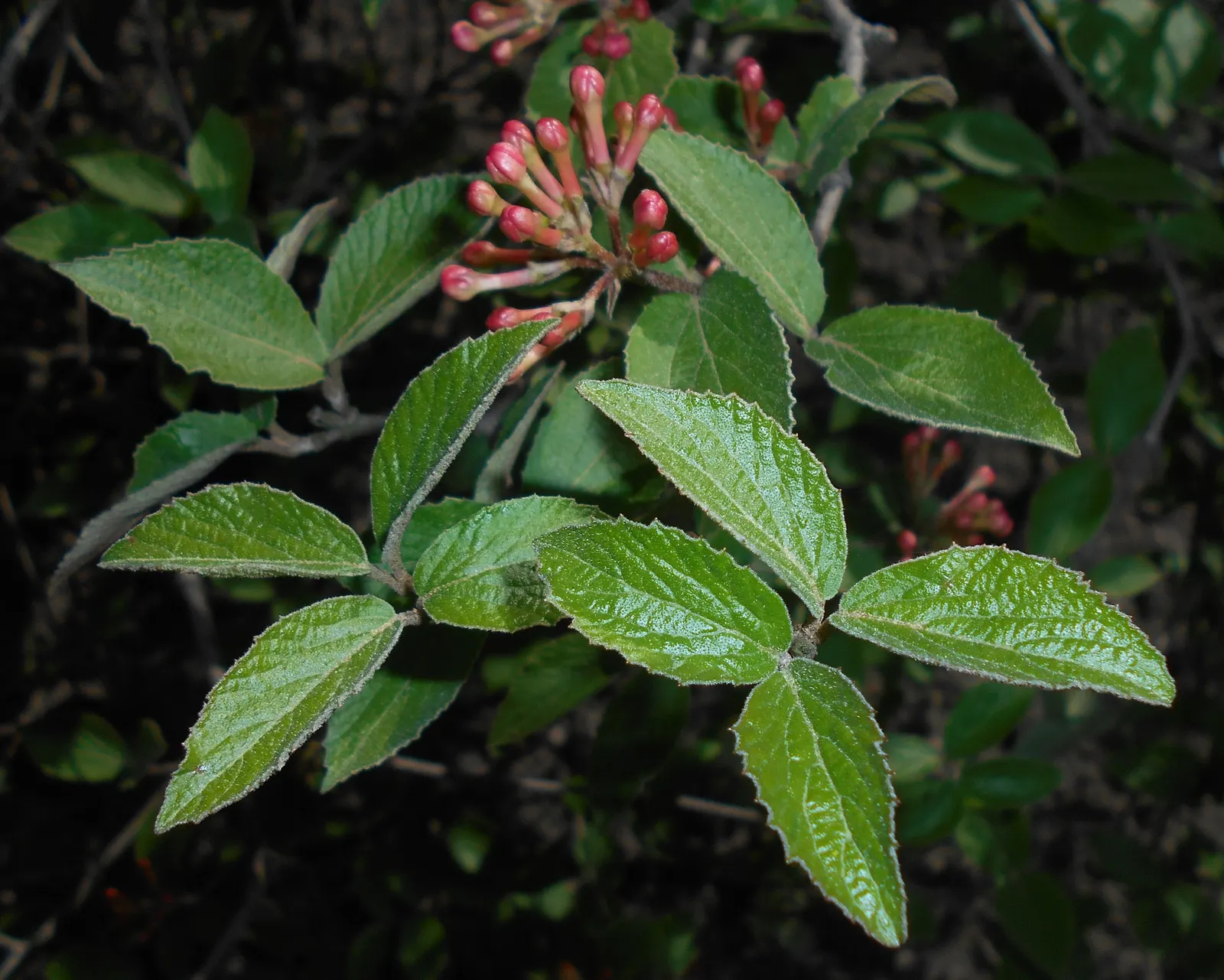 Korean Spice Viburnum (Viburnum Carlesii) — that adorn the shrub in spring