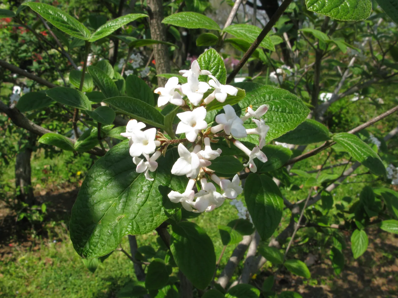 Korean Spice Viburnum (Viburnum Carlesii) — this hardy shrub thrives in well-drained soil