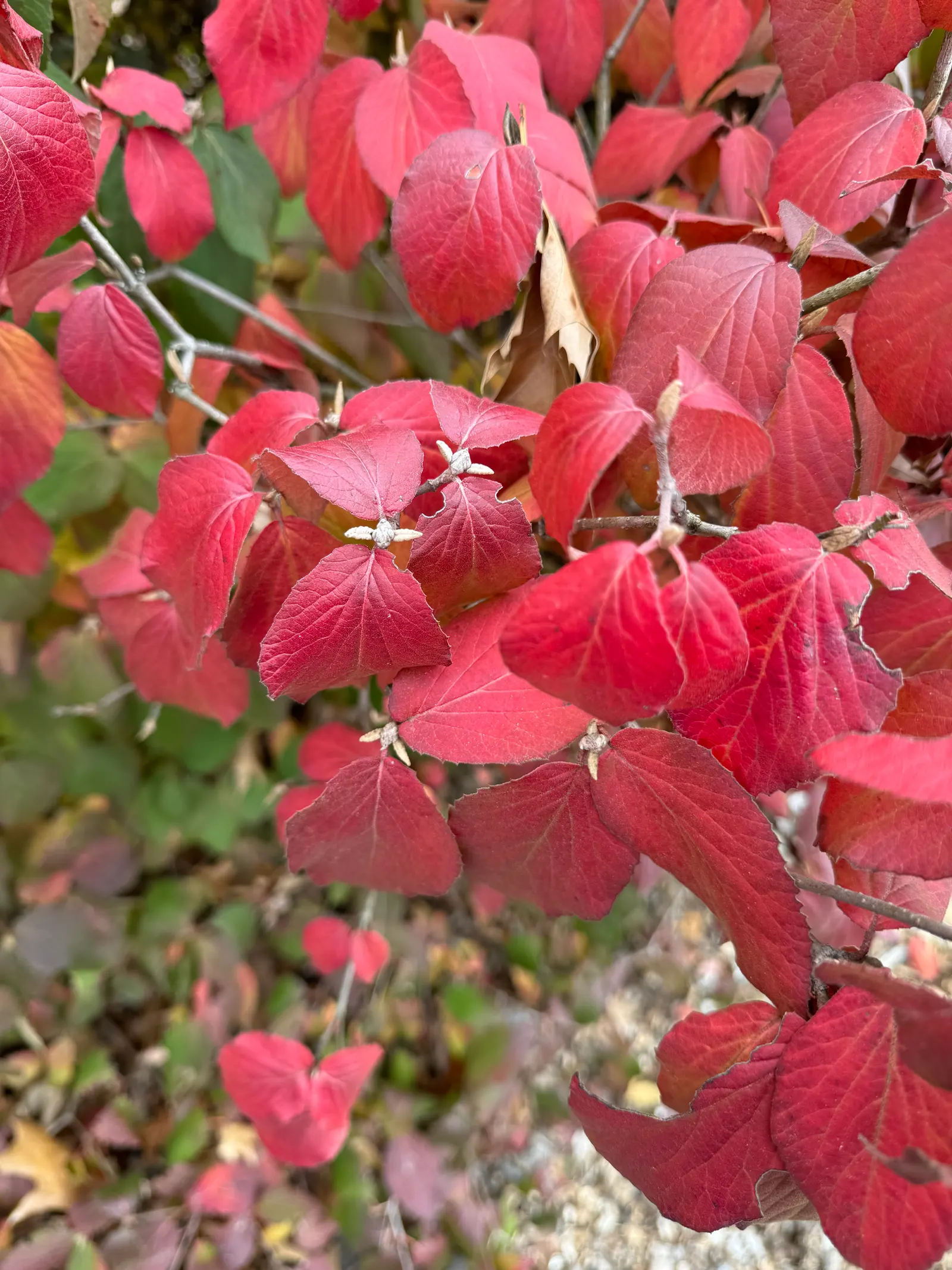 Korean Spice Viburnum (Viburnum Carlesii) — measuring about 2 to 3 inches across; then transforms to a striking burgundy color in autumn
