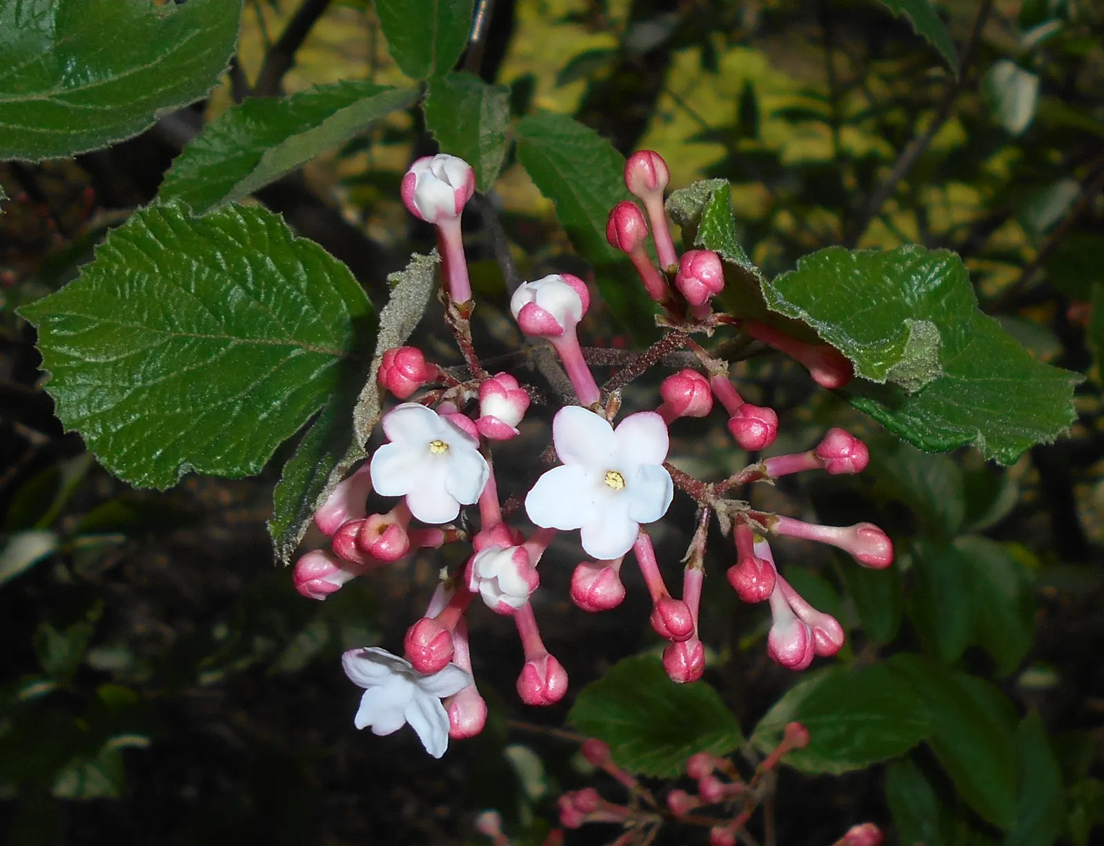 Korean Spice Viburnum (Viburnum Carlesii) — It reaches up to 6 feet in height and spreads equally wide