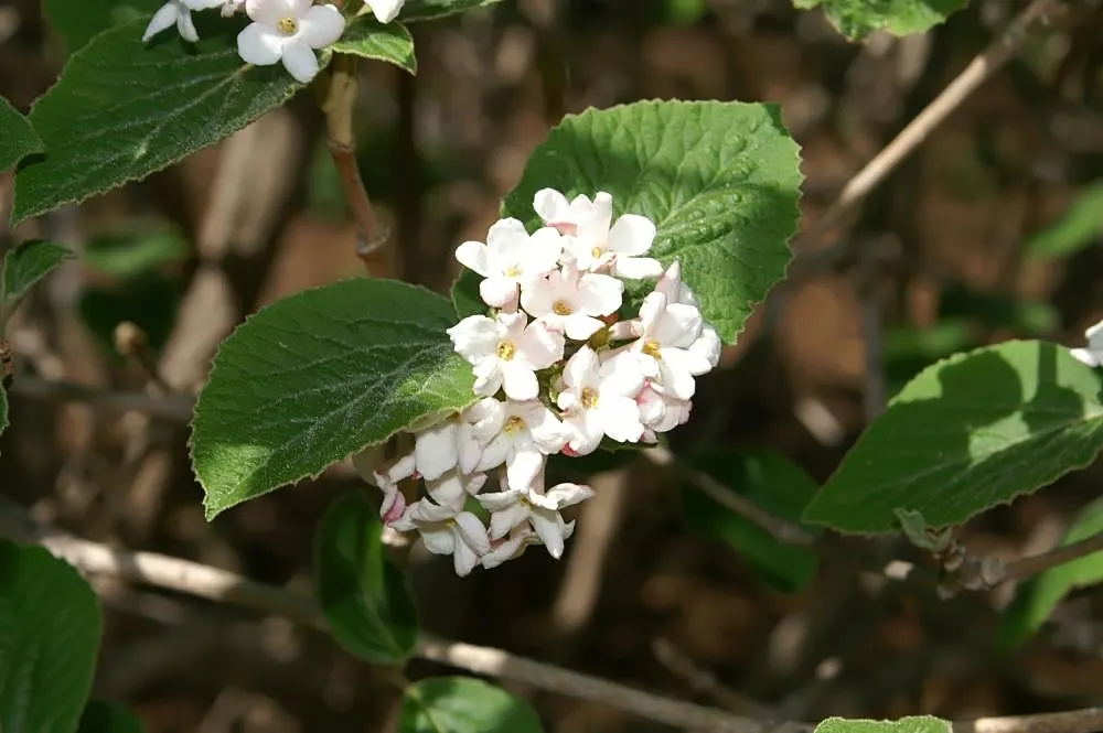 Korean Spice Viburnum (Viburnum Carlesii) — Typically reaching a height of 4 to 6 feet with an equal spread