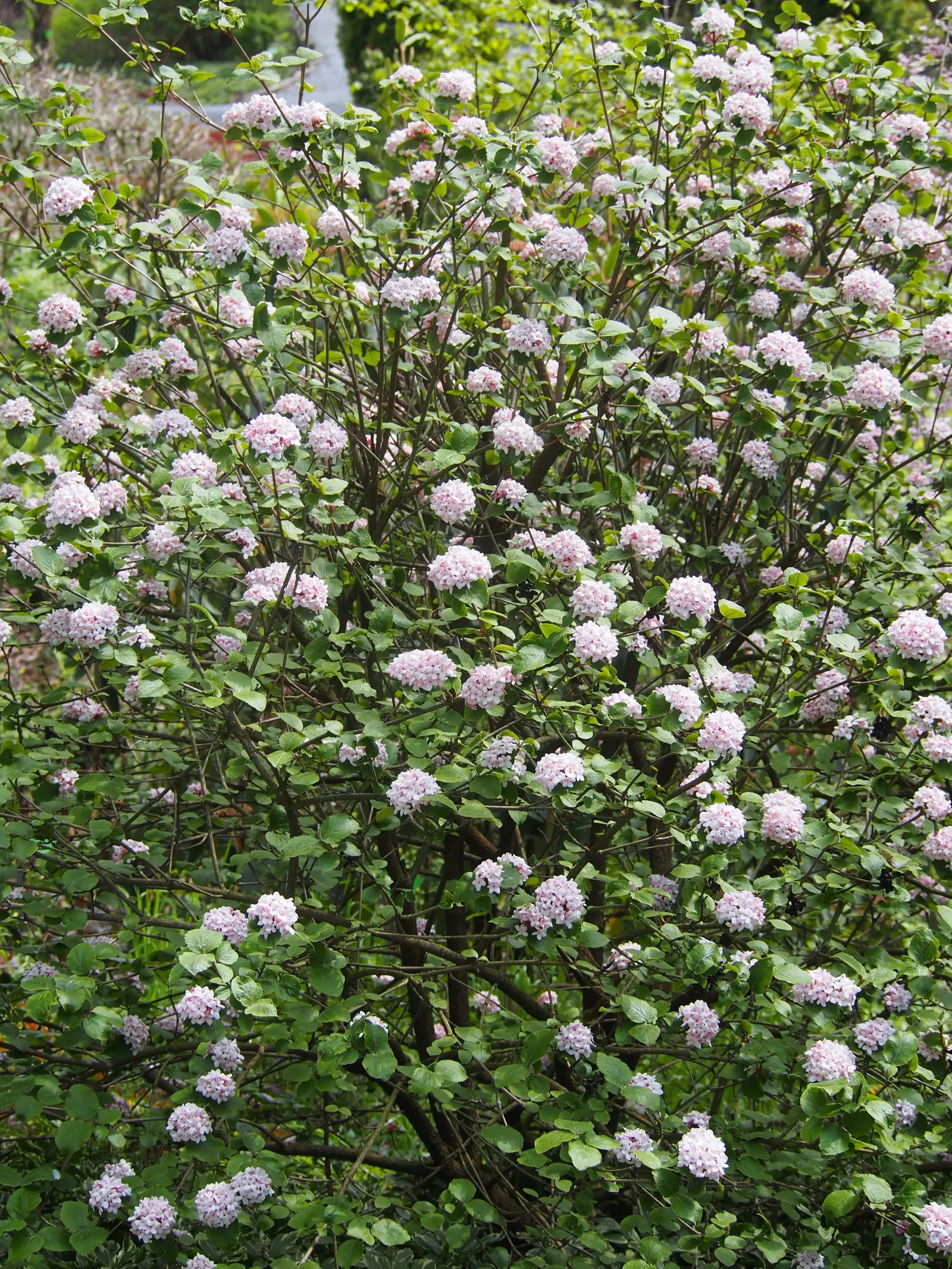 Korean Spice Viburnum (Viburnum Carlesii) — emerge as pink buds and transition to white as they fully open