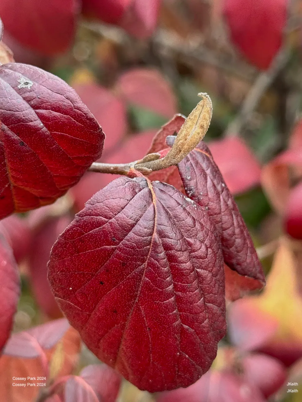 Korean Spice Viburnum (Viburnum Carlesii) — leading to red-to-black fall berries