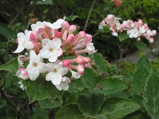 Korean Spice Viburnum (Viburnum Carlesii) — Clusters of pinkish-white flowers emit a sweet
