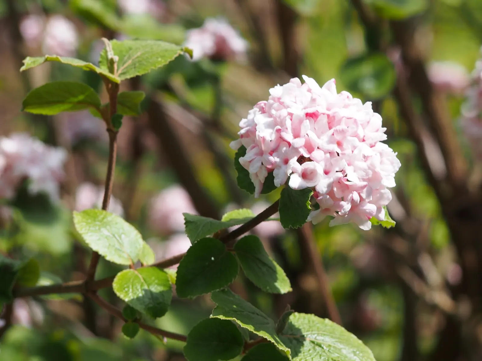 Korean Spice Viburnum (Viburnum Carlesii) — the Korean Spice Viburnum offers visual interest through the seasons
