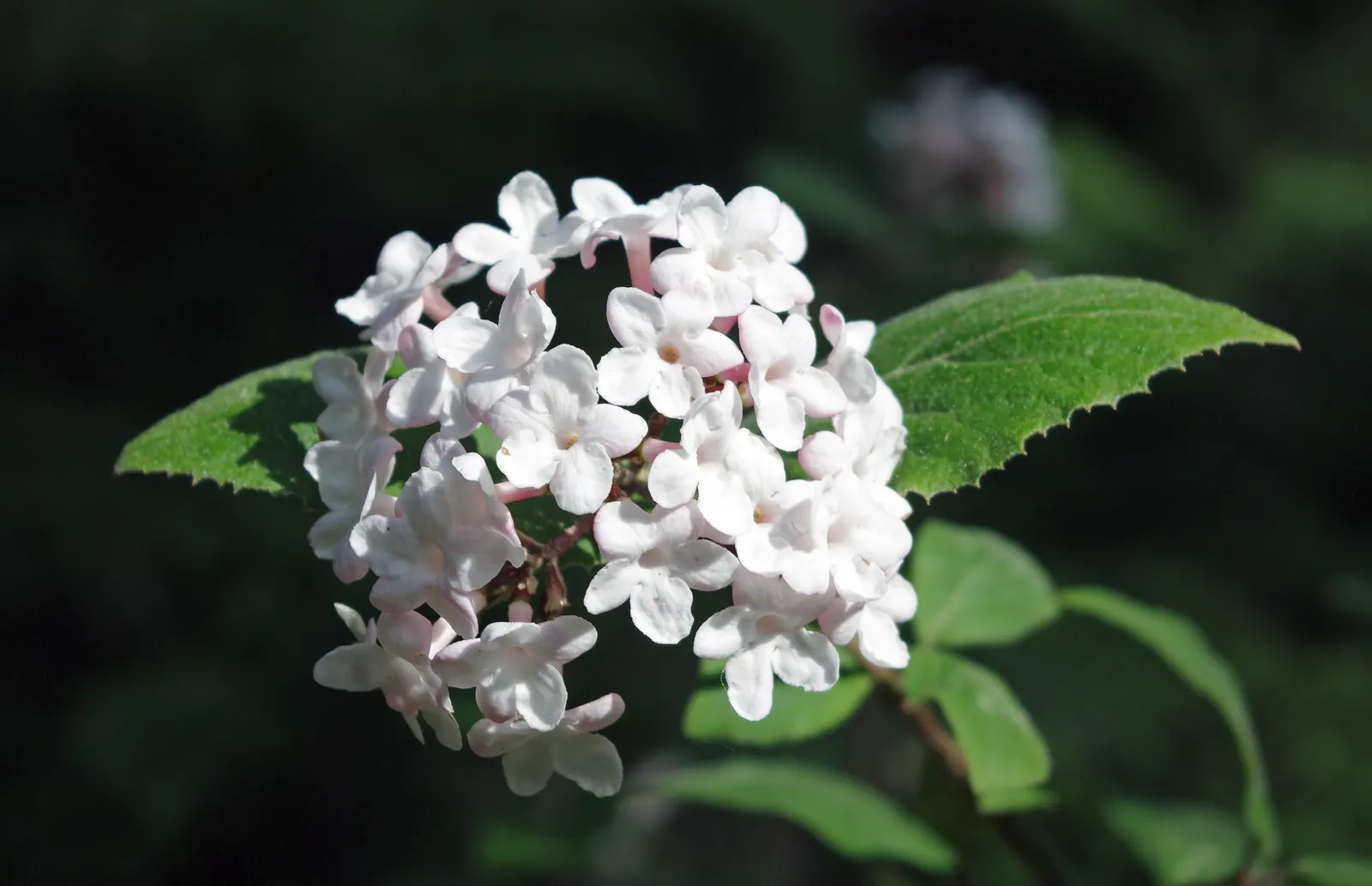Korean Spice Viburnum (Viburnum Carlesii) — Red to black drupes (berry-like fruits) follow the flowers; enhancing the multi-sensory appeal of outdoor
