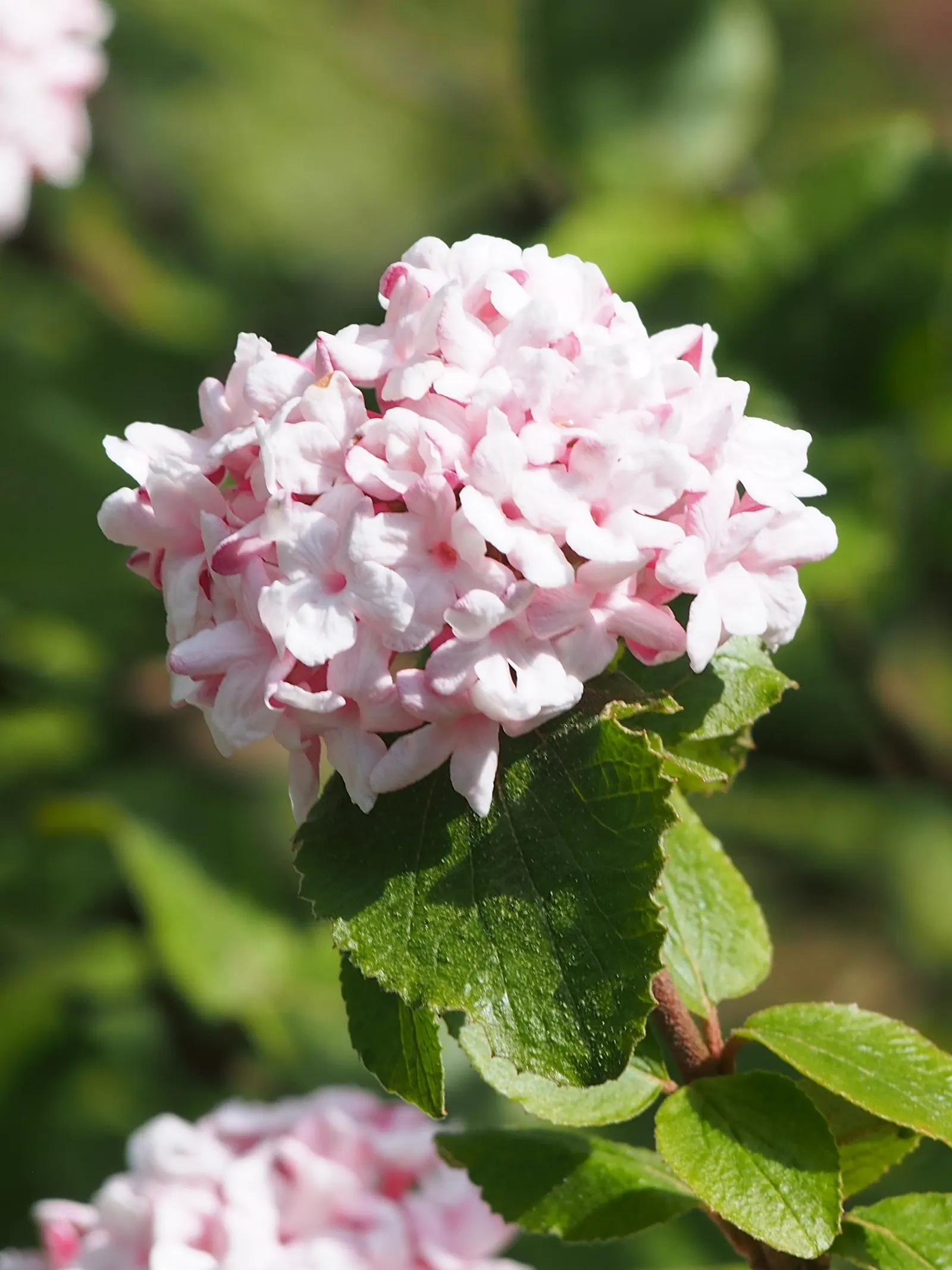 Korean Spice Viburnum (Viburnum Carlesii) — then transforms to a striking burgundy color in autumn