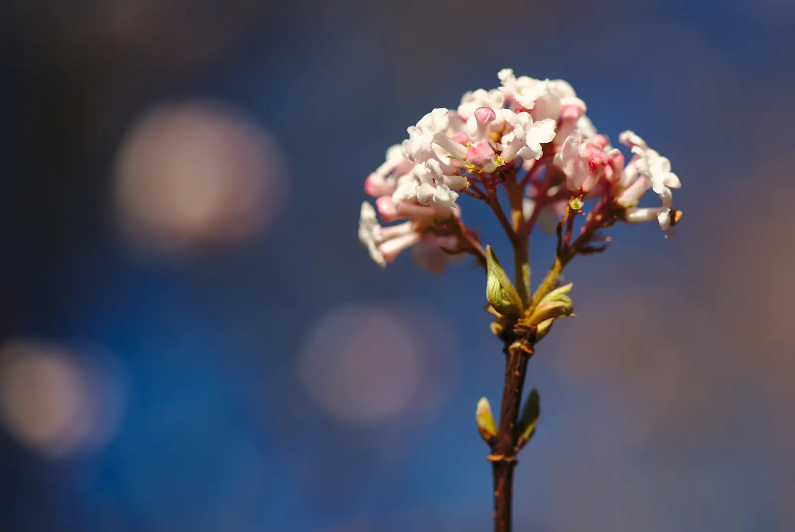Korean Spice Viburnum (Viburnum Carlesii) — offering both aesthetic and ecological benefits to any garden design
