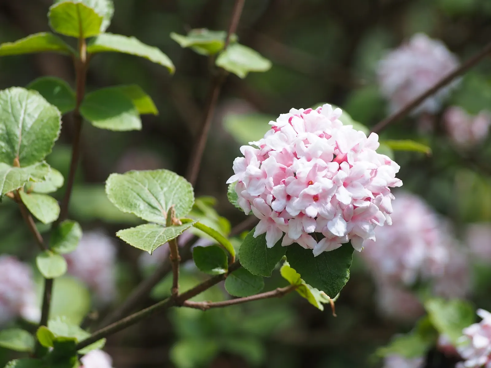 Korean Spice Viburnum (Viburnum Carlesii) — making it an excellent choice for both aesthetic and functional roles within a landscape design
