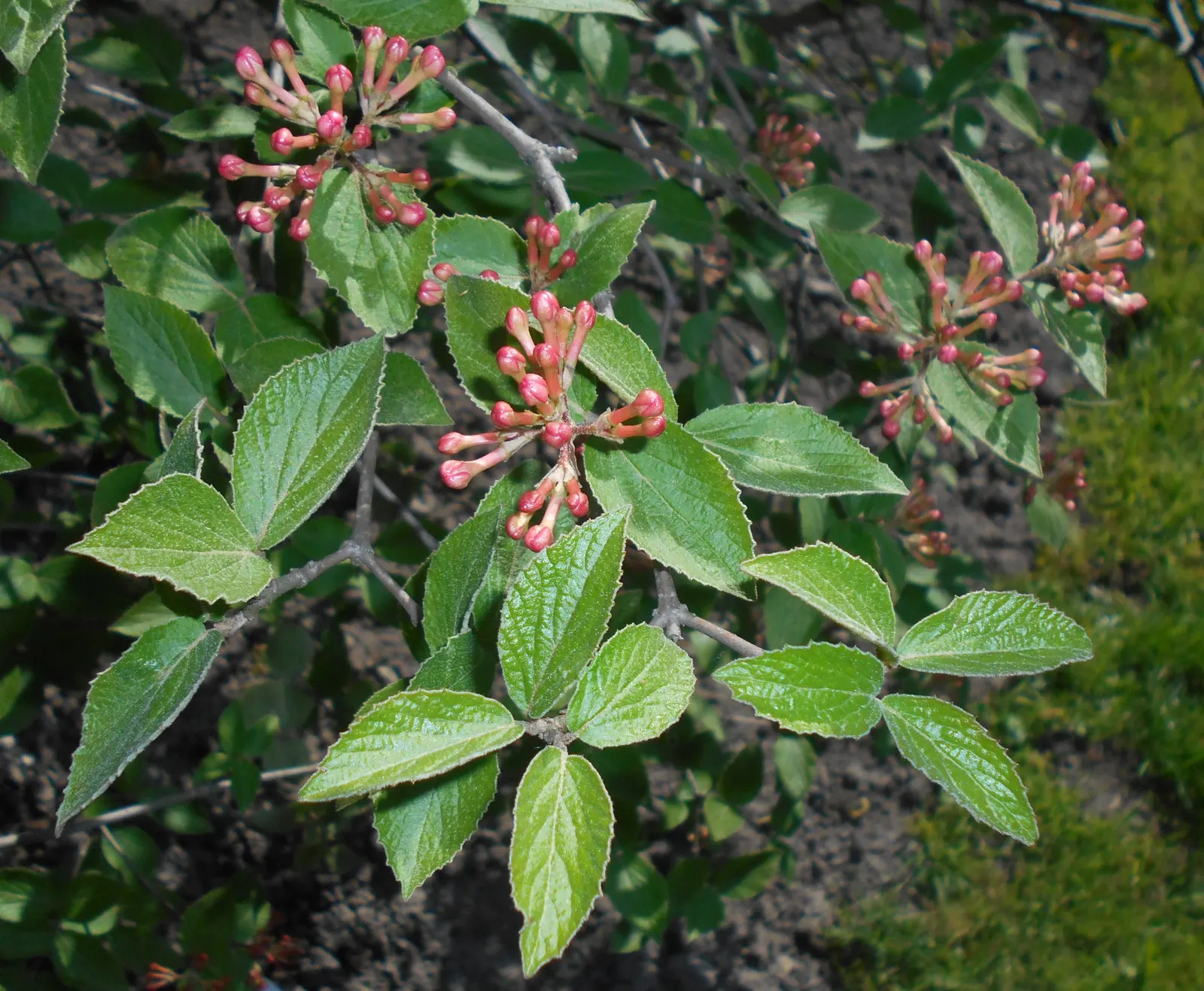 Korean Spice Viburnum (Viburnum Carlesii) — attracting birds and other wildlife.<br><br>Easy to grow; this hardy shrub thrives in well-drained soil
