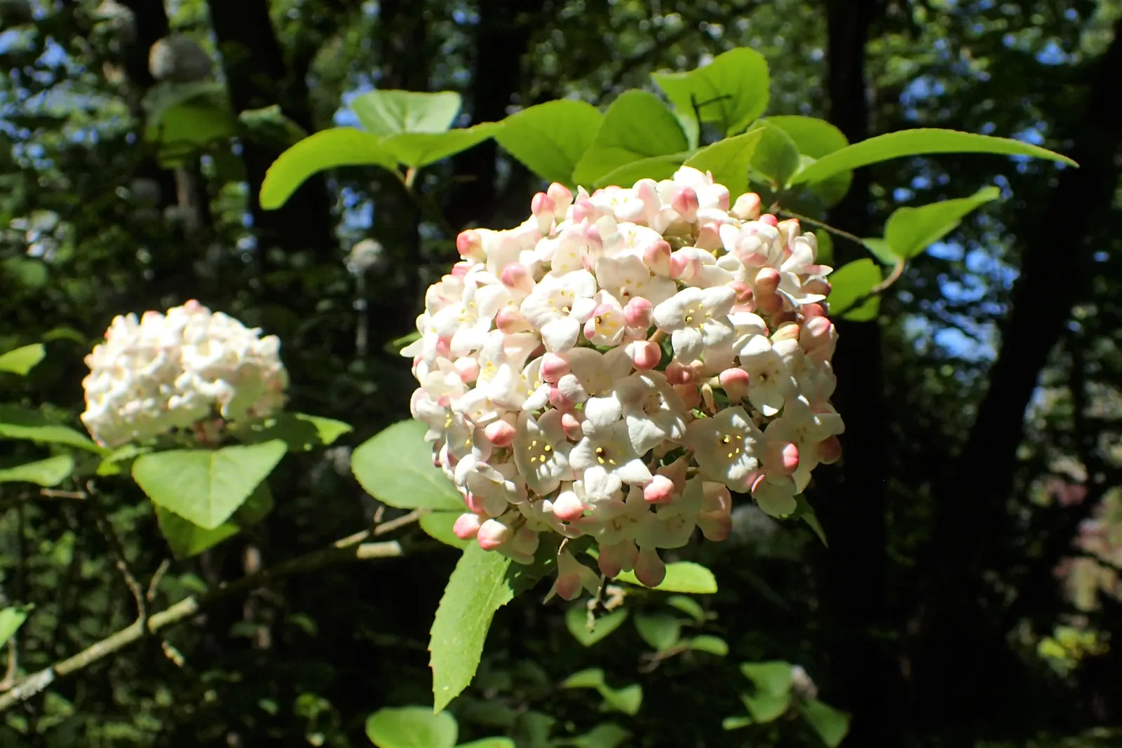Korean Spice Viburnum (Viburnum Carlesii) — providing a rich tapestry of color in the landscape; prefers full sun to part shade and well-drained soil