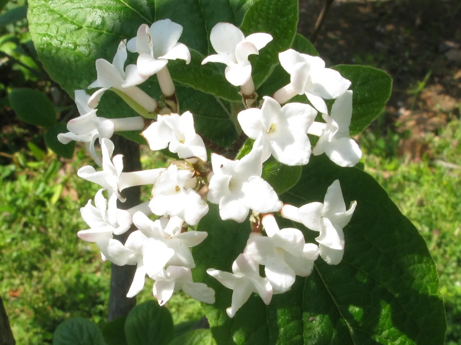 Korean Spice Viburnum (Viburnum Carlesii) — Red to black drupes (berry-like fruits) follow the flowers