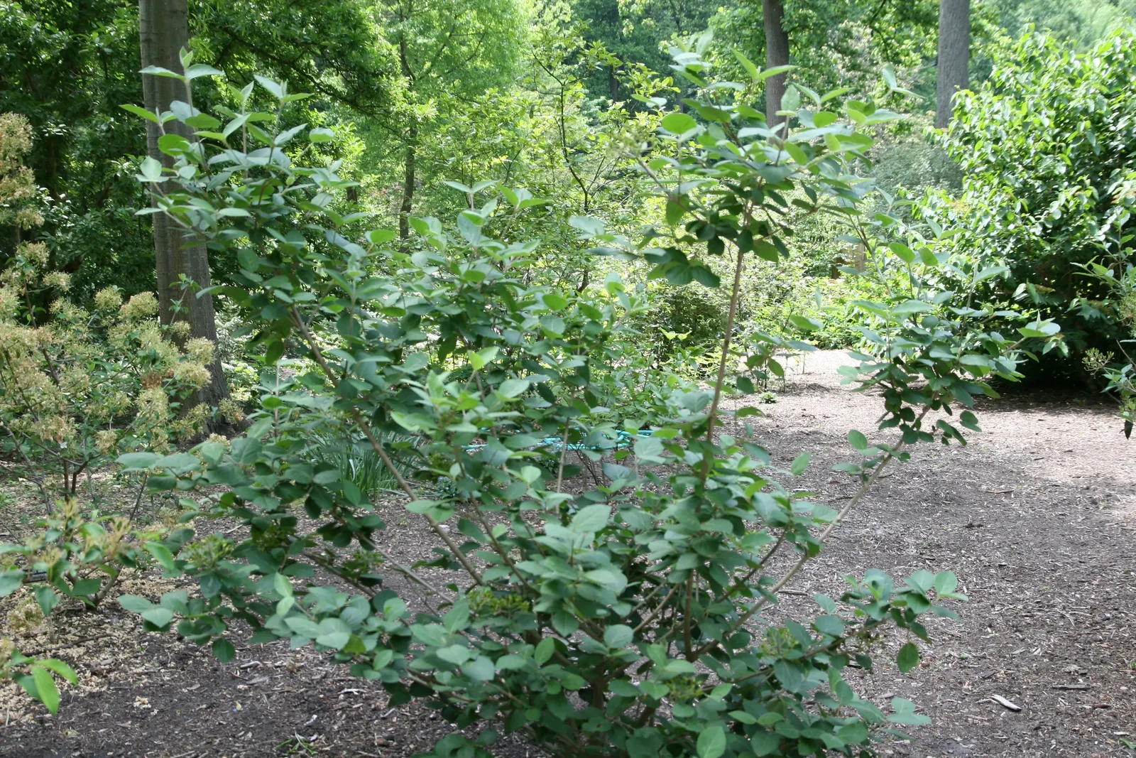 Korean Spice Viburnum (Viburnum Carlesii) — The Korean Spice Viburnum, or Viburnum carlesii, is a deciduous shrub notable for its aromatic spring, image 27