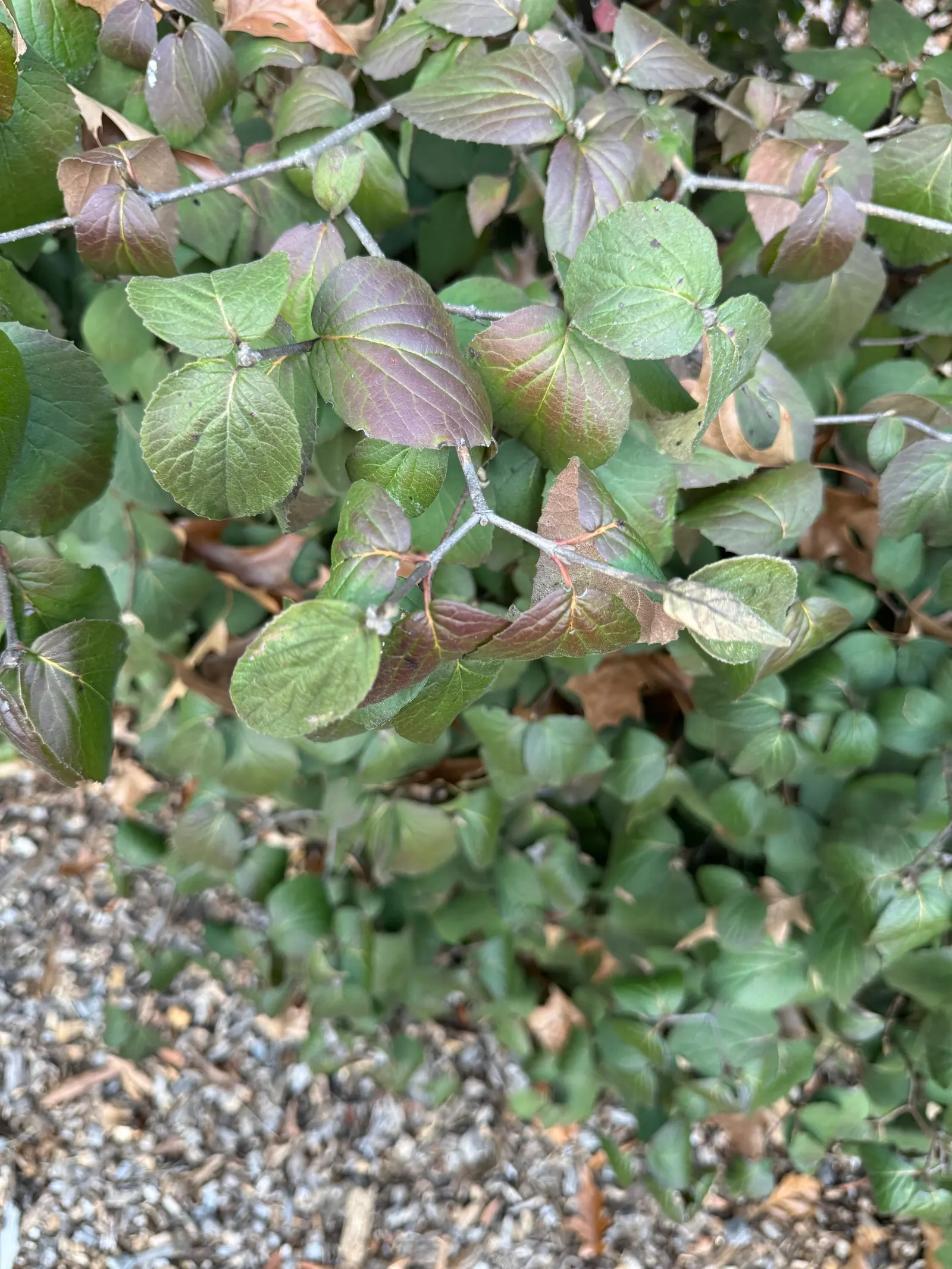 Korean Spice Viburnum (Viburnum Carlesii) — the Korean Spice Viburnum offers visual interest through the seasons; measuring about 2 to 3 inches across