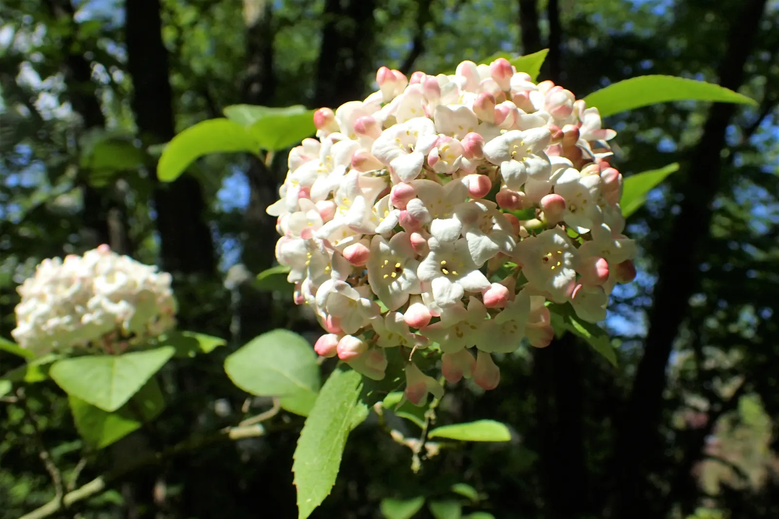 Korean Spice Viburnum (Viburnum Carlesii) — this hardy shrub thrives in well-drained soil; shrub for full or half