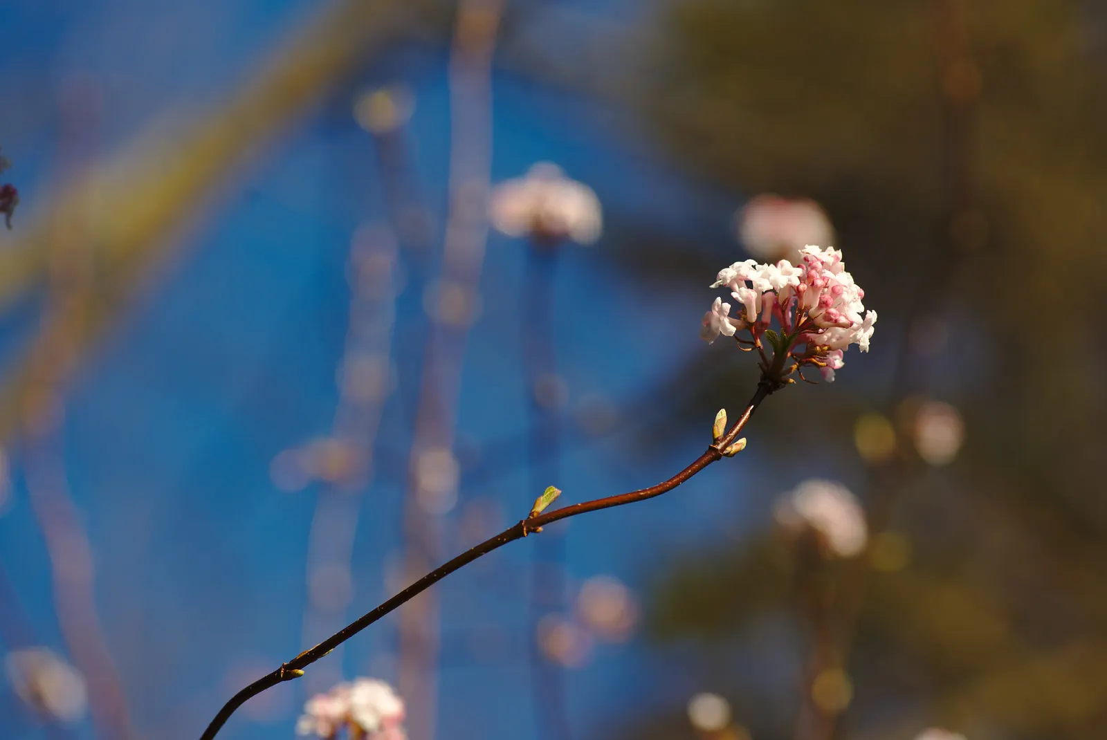 Korean Spice Viburnum (Viburnum Carlesii) — It reaches up to 6 feet in height and spreads equally wide; emerge as pink buds and transition to white as they