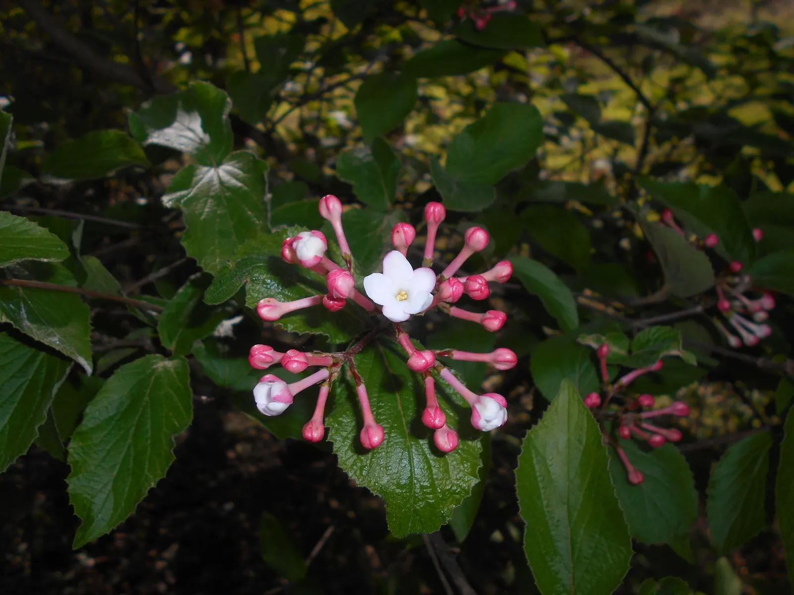 Korean Spice Viburnum (Viburnum Carlesii) — Prefers full sun to part shade and well-drained soil