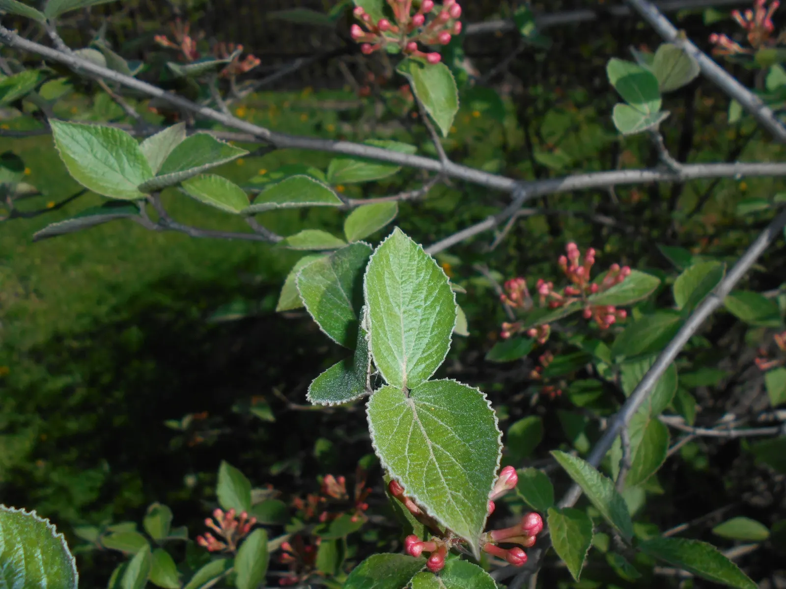 Korean Spice Viburnum (Viburnum Carlesii) — enhancing the multi-sensory appeal of outdoor spaces.<br><br>In addition to its olfactory delights